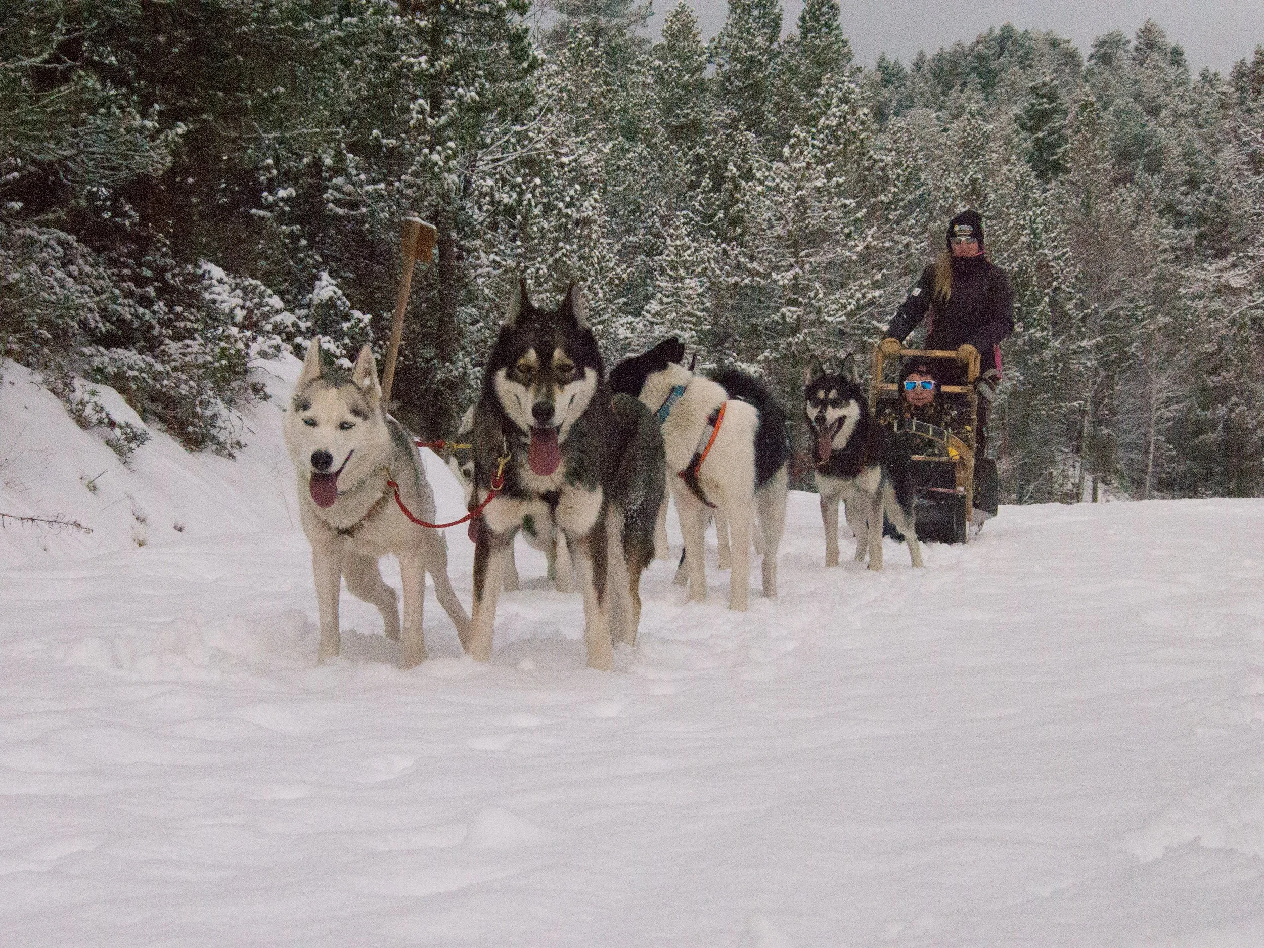 Groupe de chiens huskies tirant un traîneau à travers la neige dans une forêt enneigée, avec deux personnes portant des lunettes de soleil et des vêtements d'hiver.