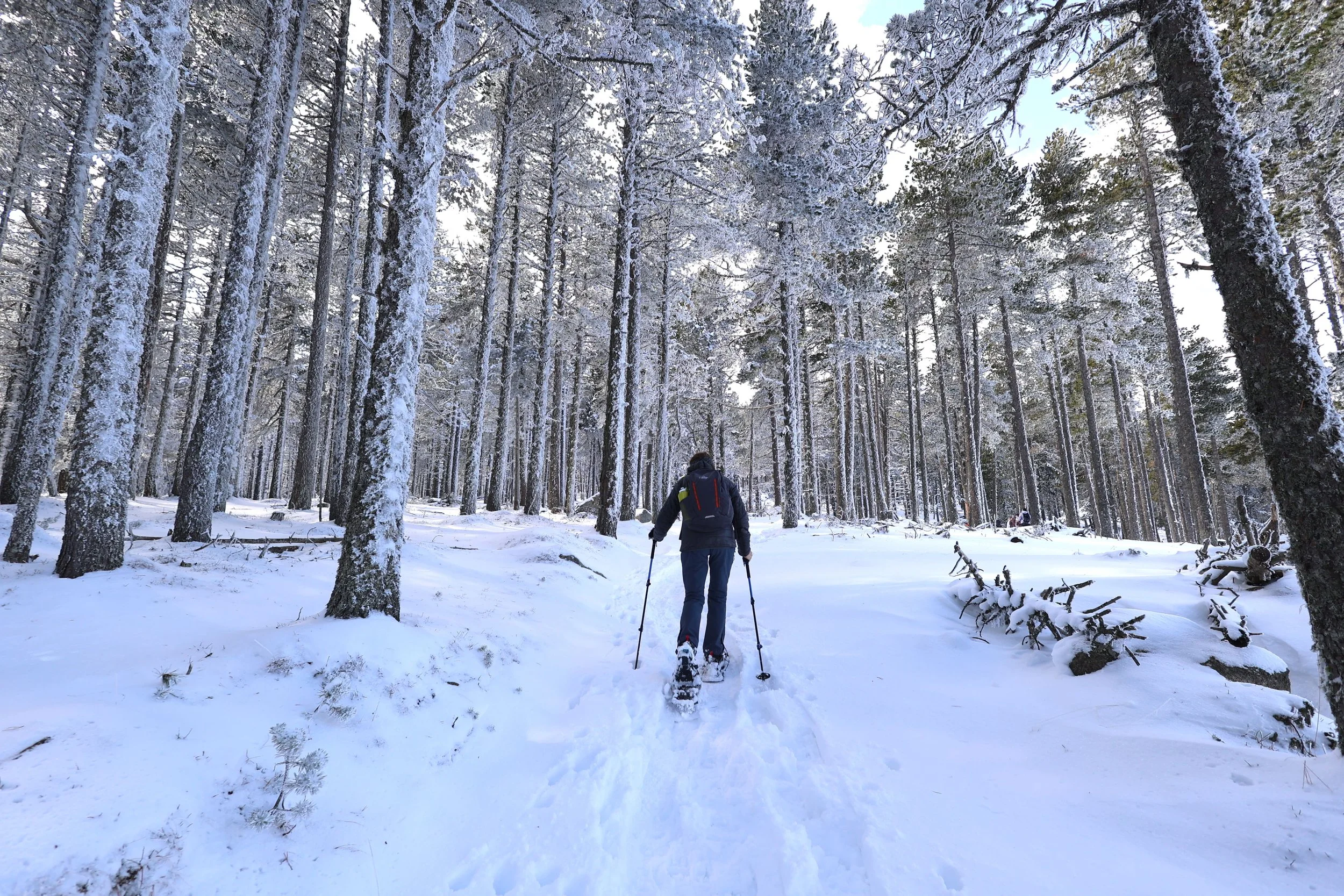 Une personne faisant de la raquette dans une forêt enneigée