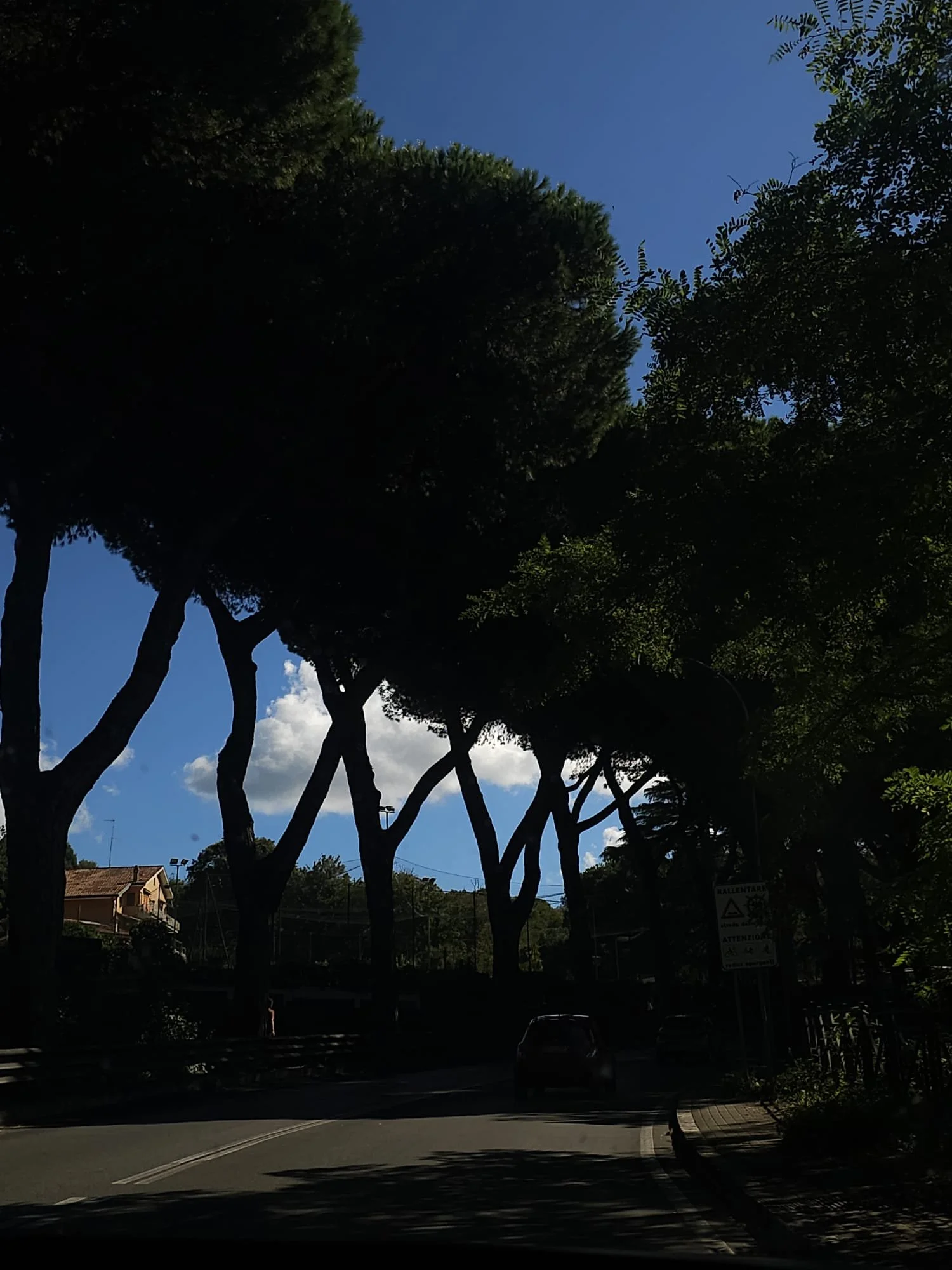 A street view with tall trees lining the road, casting shadows on the pavement, and blue sky with clouds in the background.