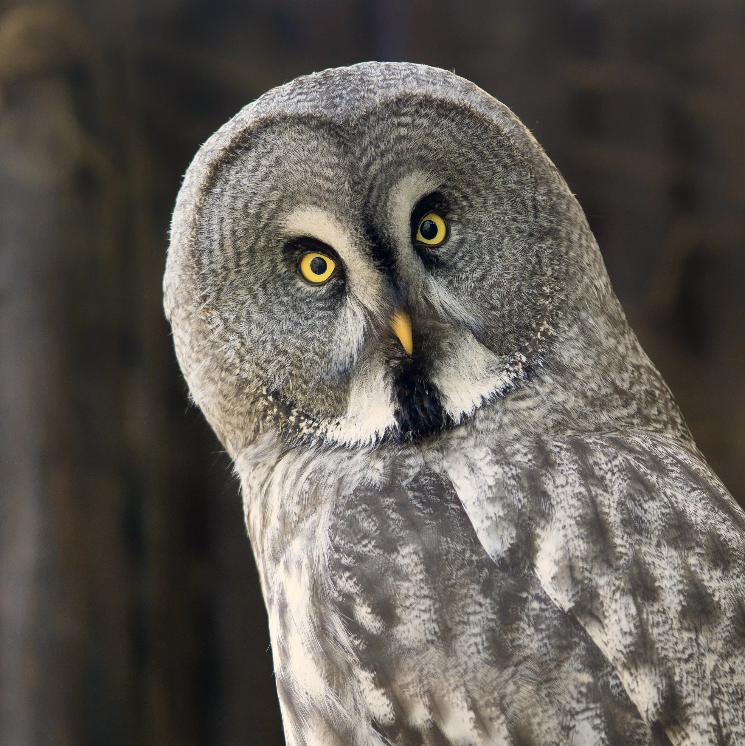 oma paloma_025-01.jpeg