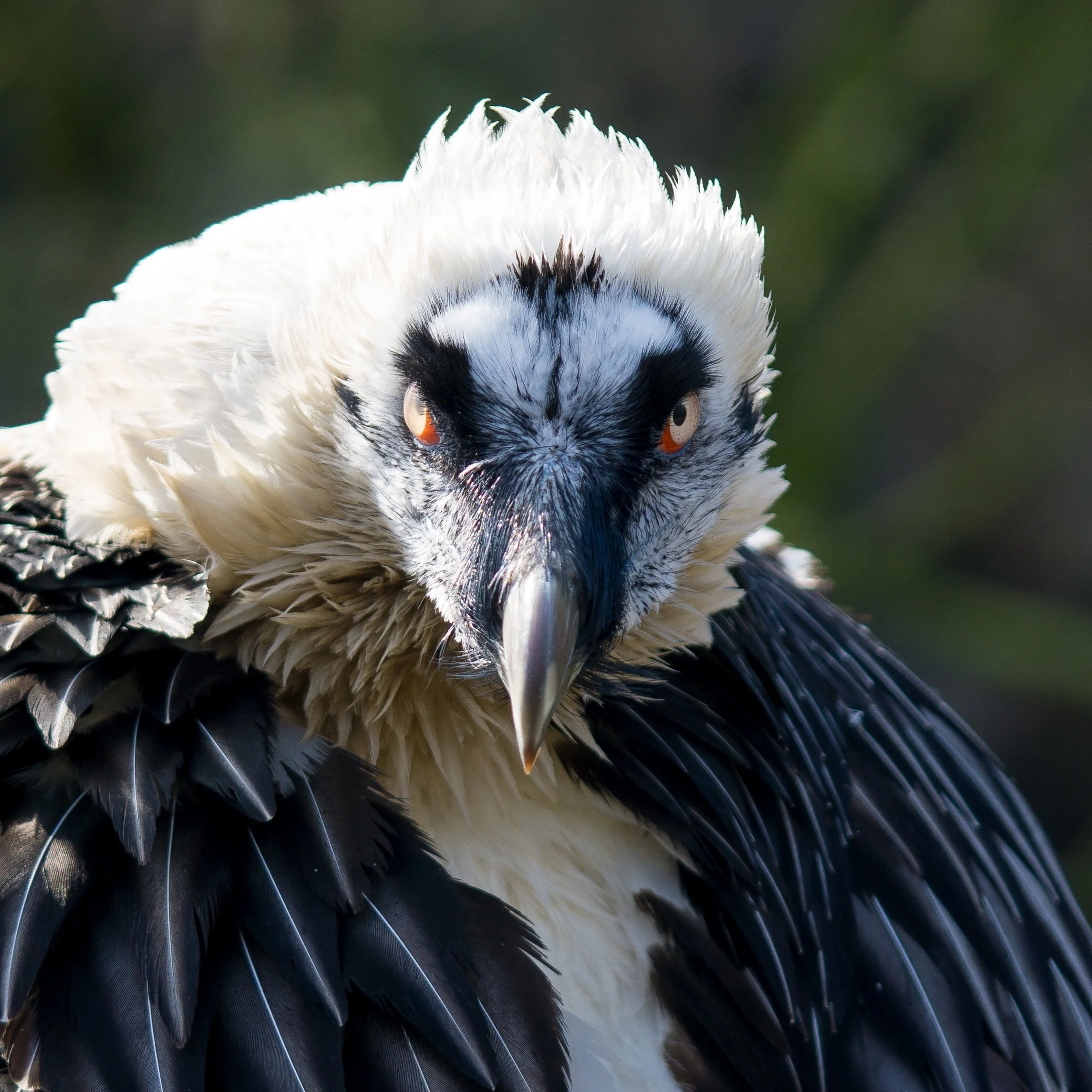 oma paloma_027-01.jpeg