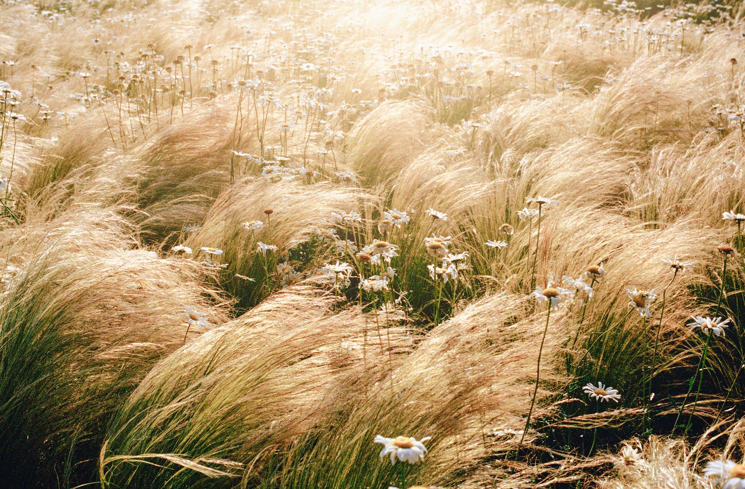 Hierba moviéndose con el viento