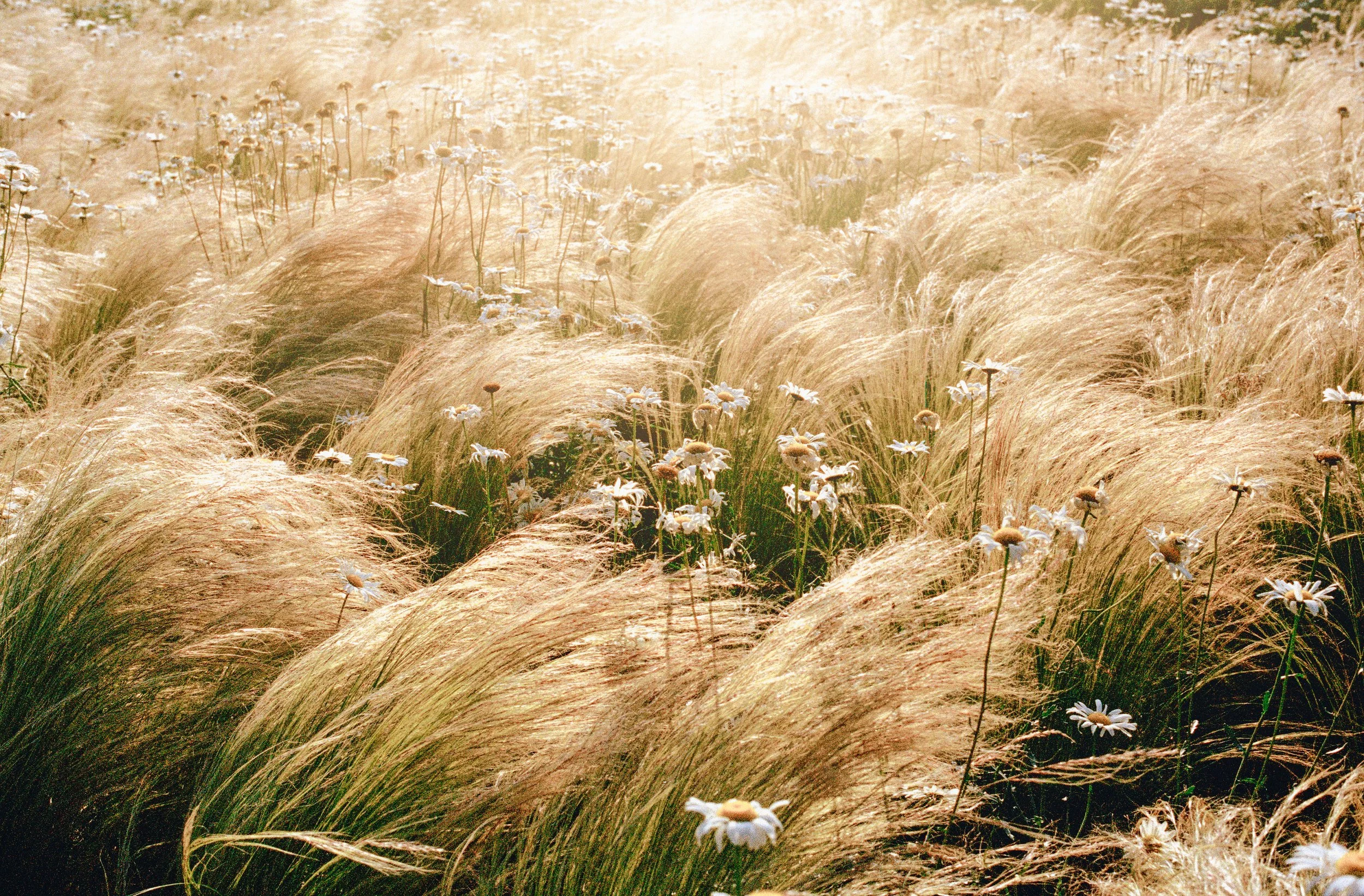 Gras, das sich im Wind wiegt