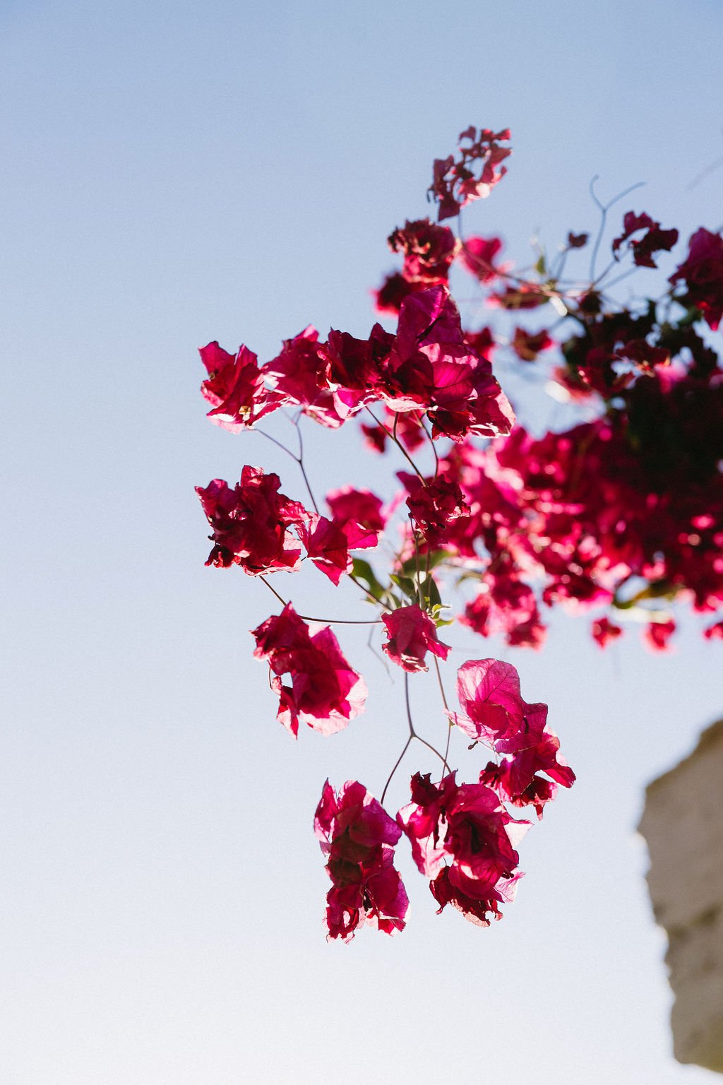 Bright pink bougainvillea adding vibrant color to an outdoor Arizona backyard wedding.