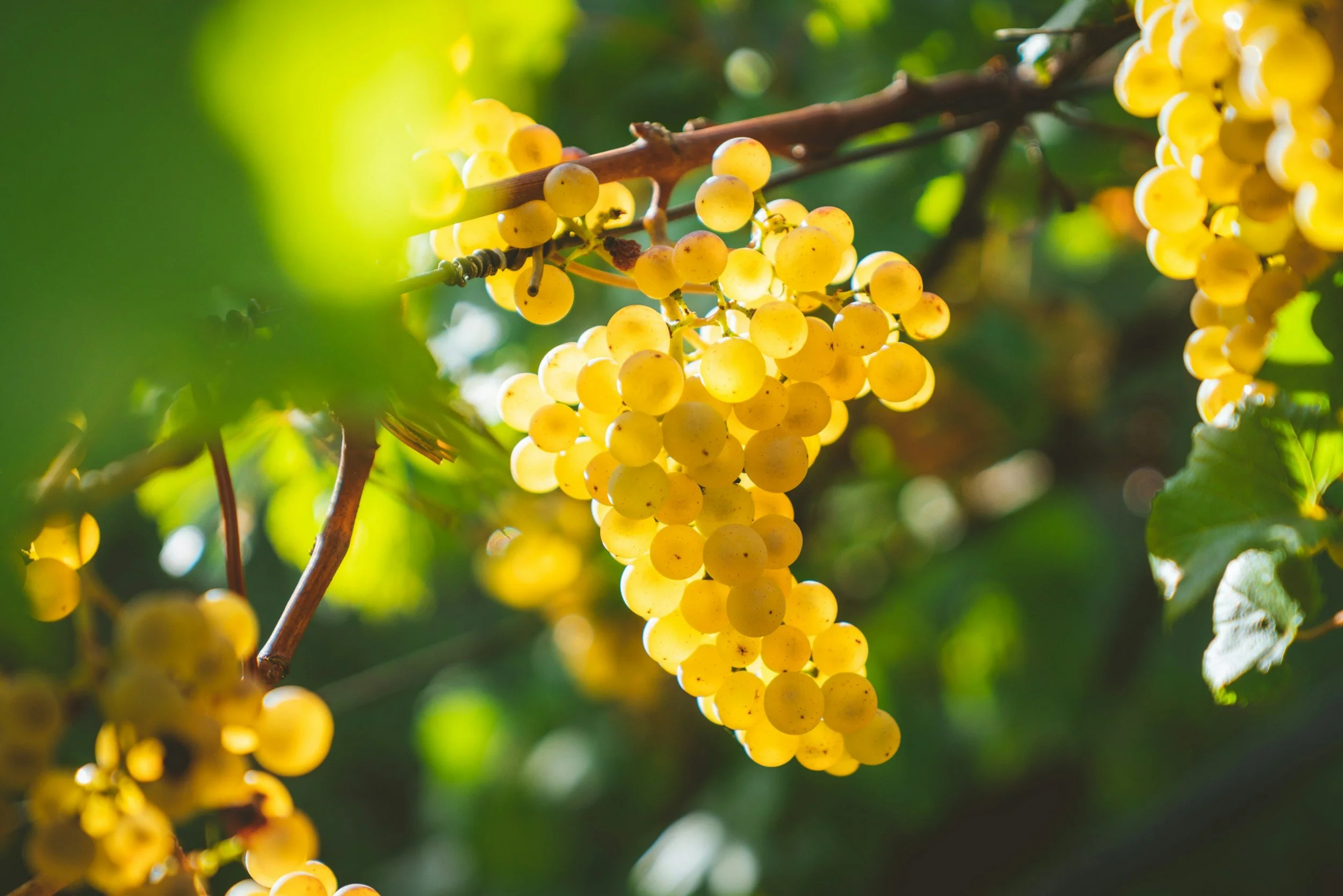 Zachys Cellar School: Chardonnay Showdown