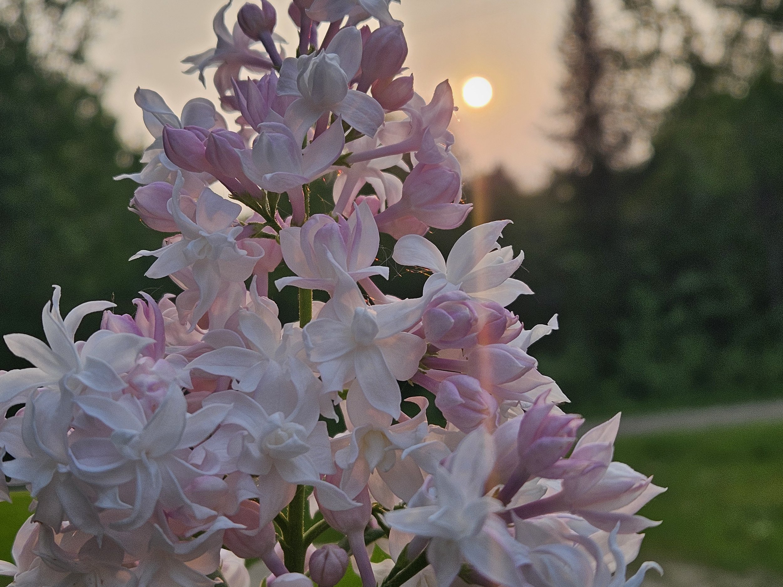 Spring Photos