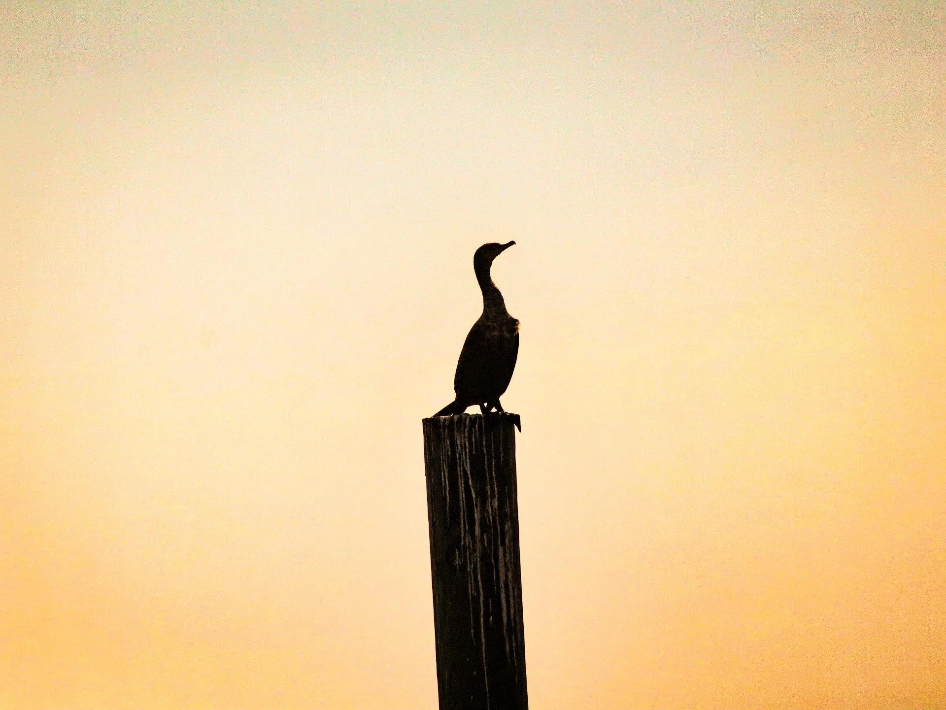 Silhouette of a bird perched on a wooden post during sunset or sunrise.