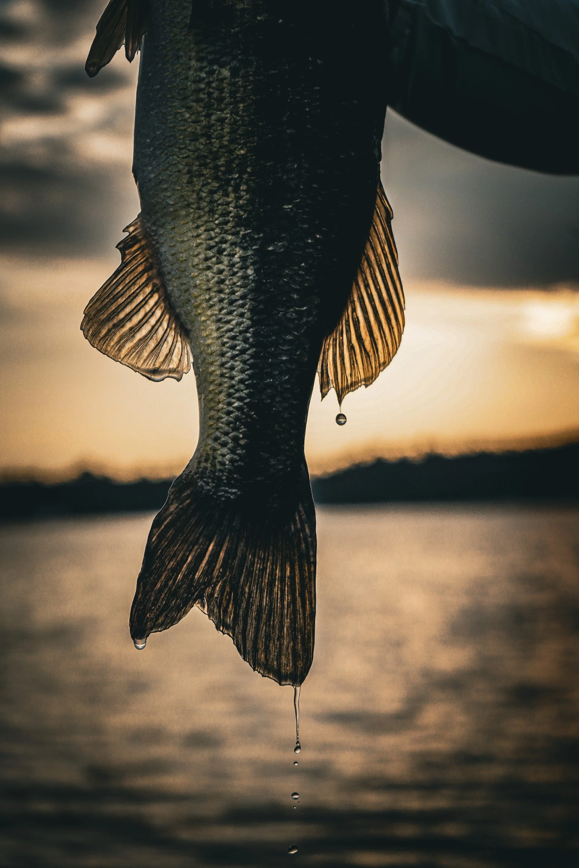 Print - Bass Droplets.jfif