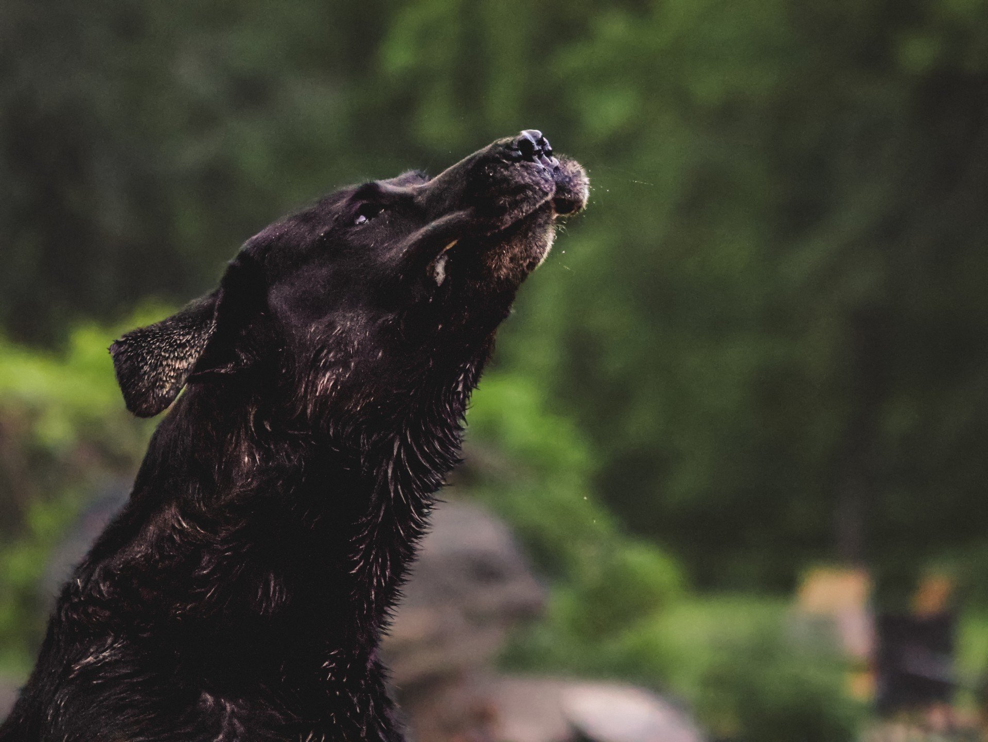 Print - Boone Chomp.jfif