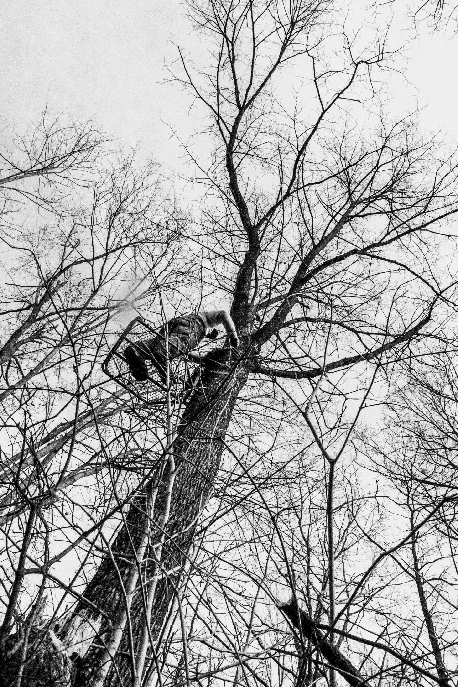 Thumb - G TreeBW.jpg