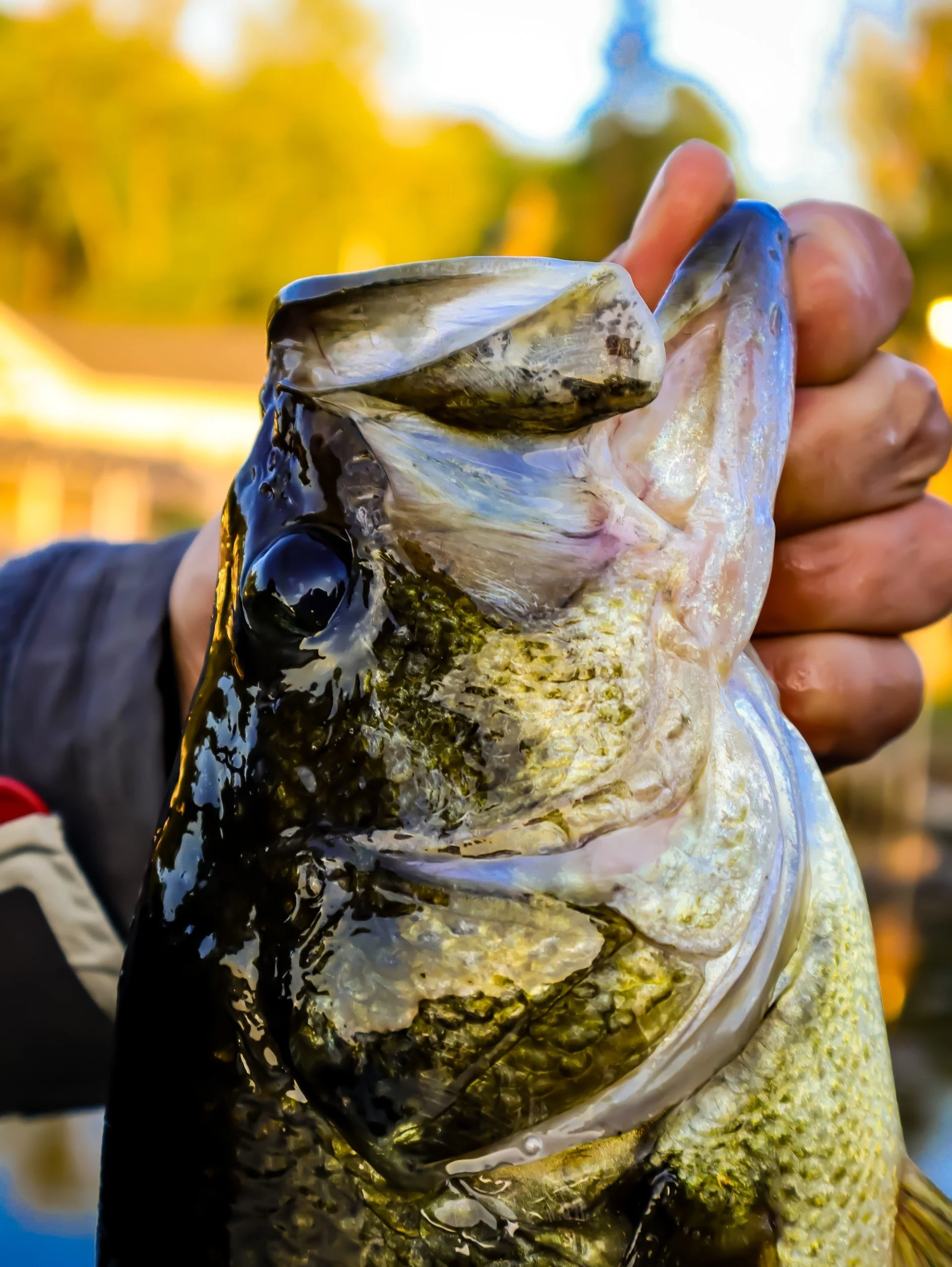 Thumb - BassFace.jpg