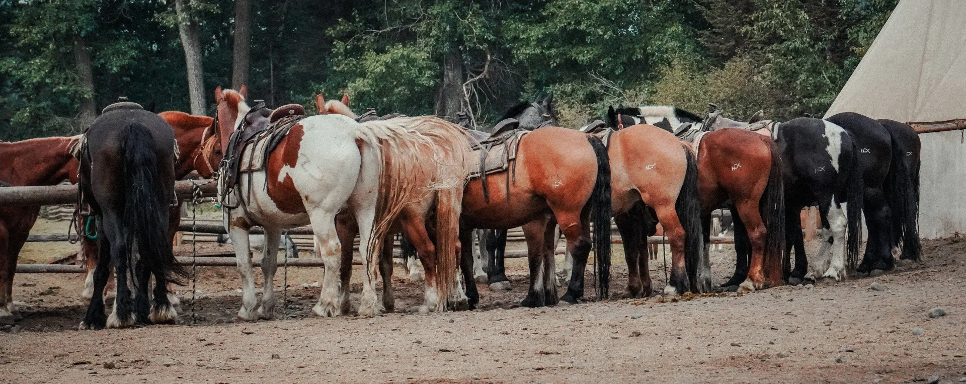 Horse Camp V2