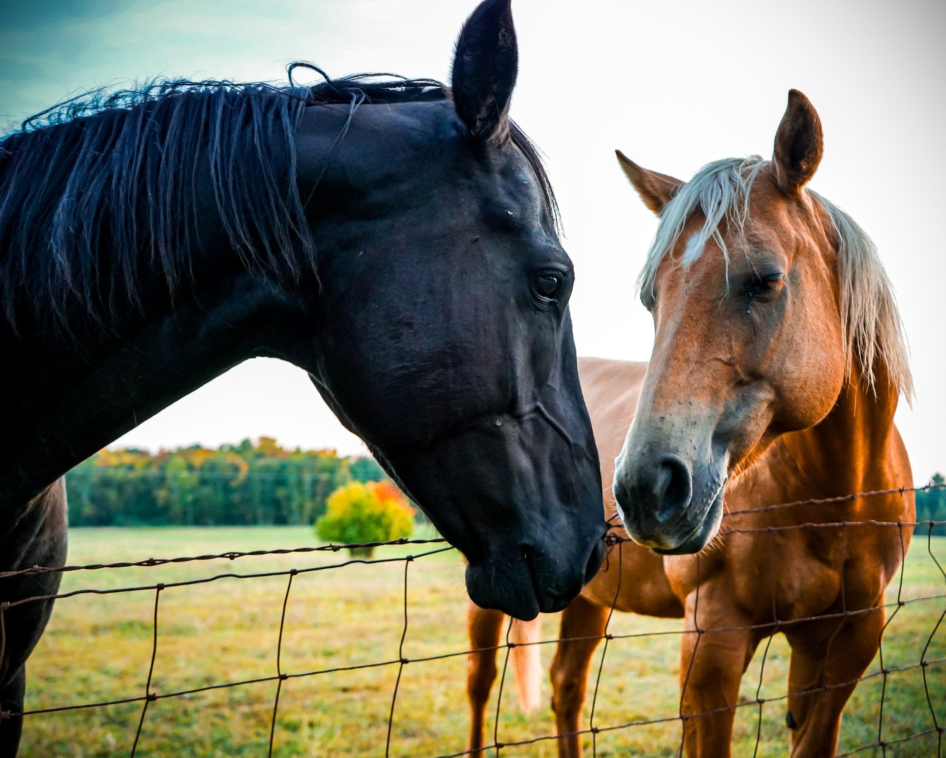 Thumb - HorsePair.jpg