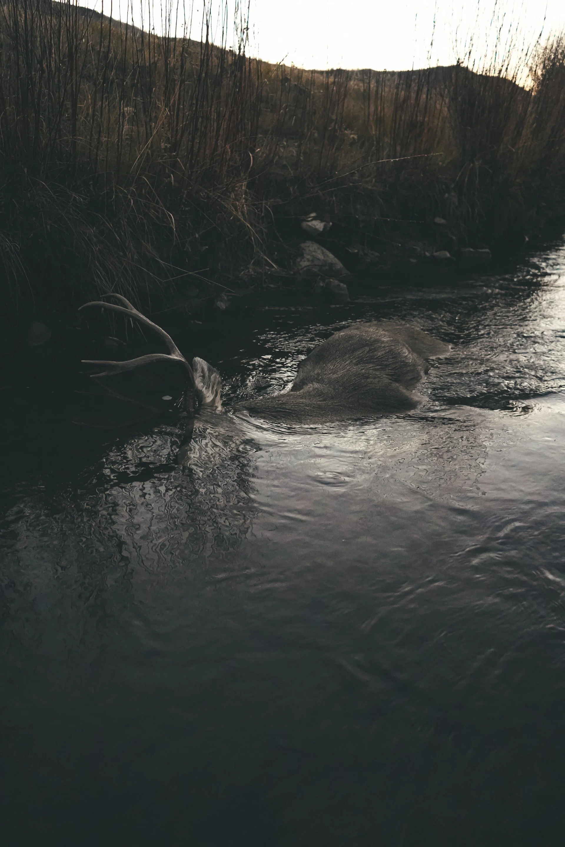 Thumbnail - Servies - Deer River.jpg