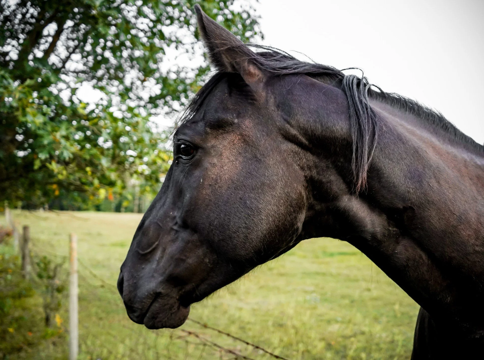 Thumb - BlackHorse.jpg