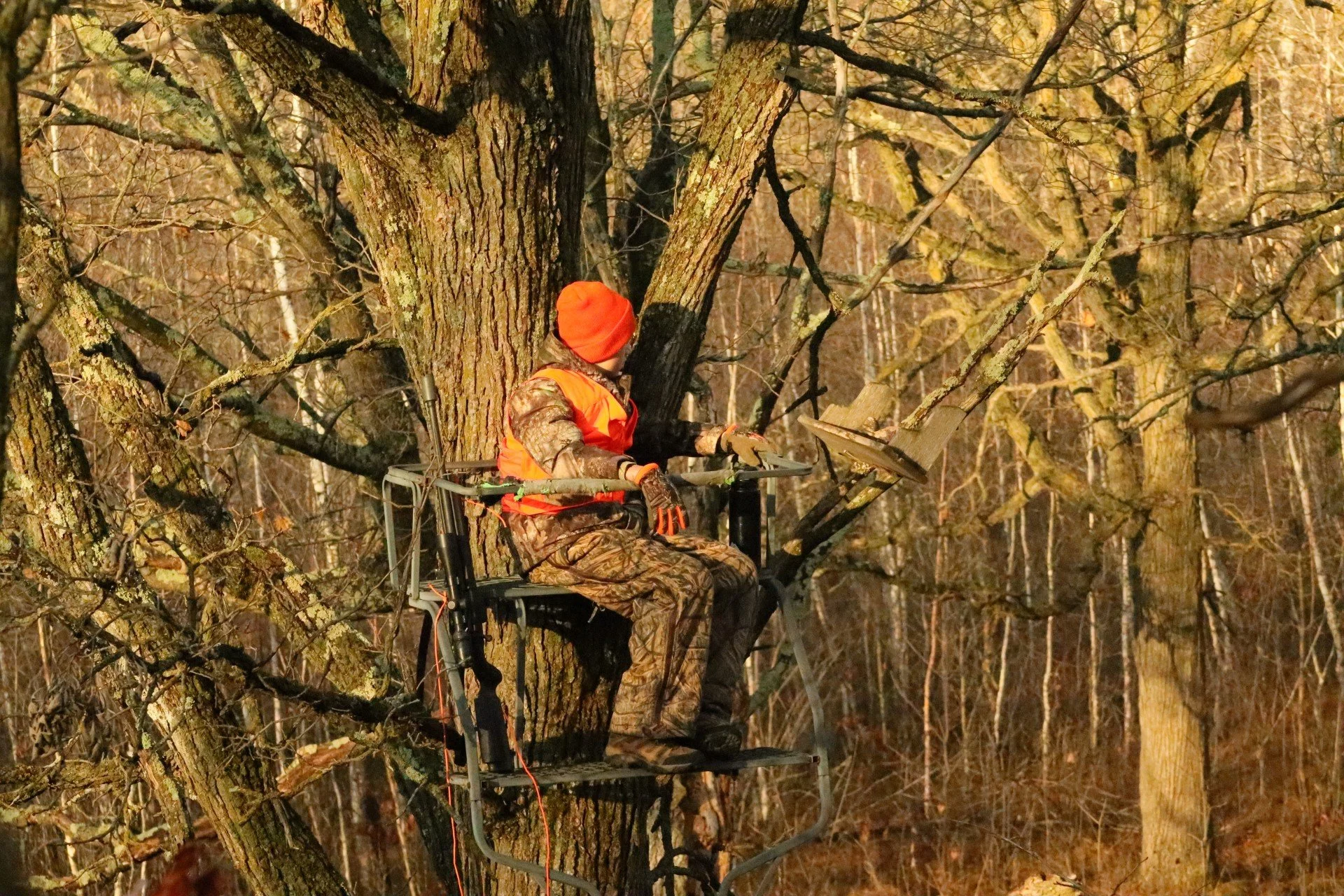 Thumb - Ash Tree.jpg