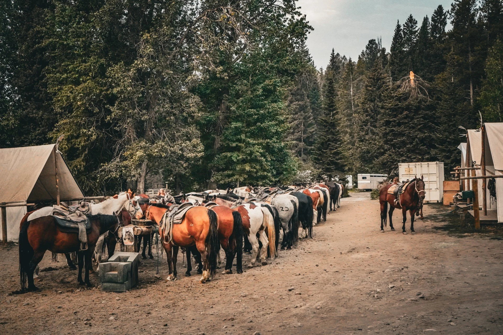 Group of horses tied to a hitching post in a forested area with campsite tents and trailers nearby