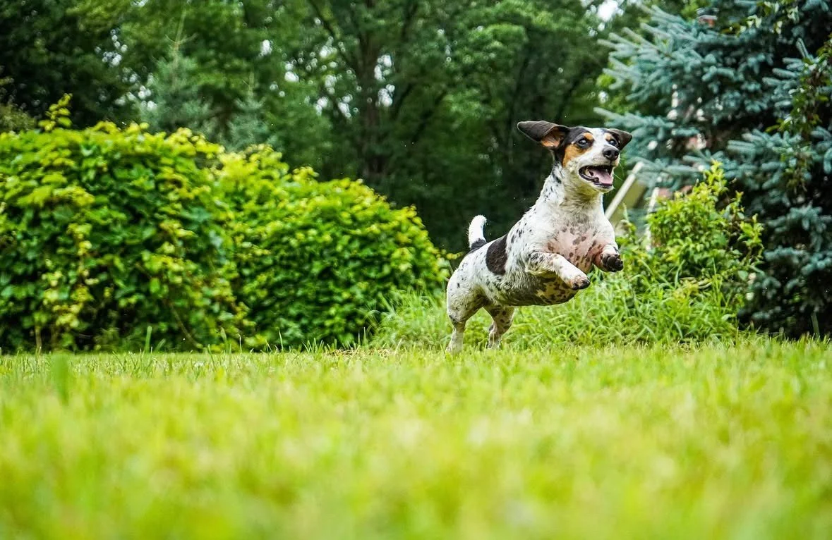 Thumb - DaisyLeap.jpg