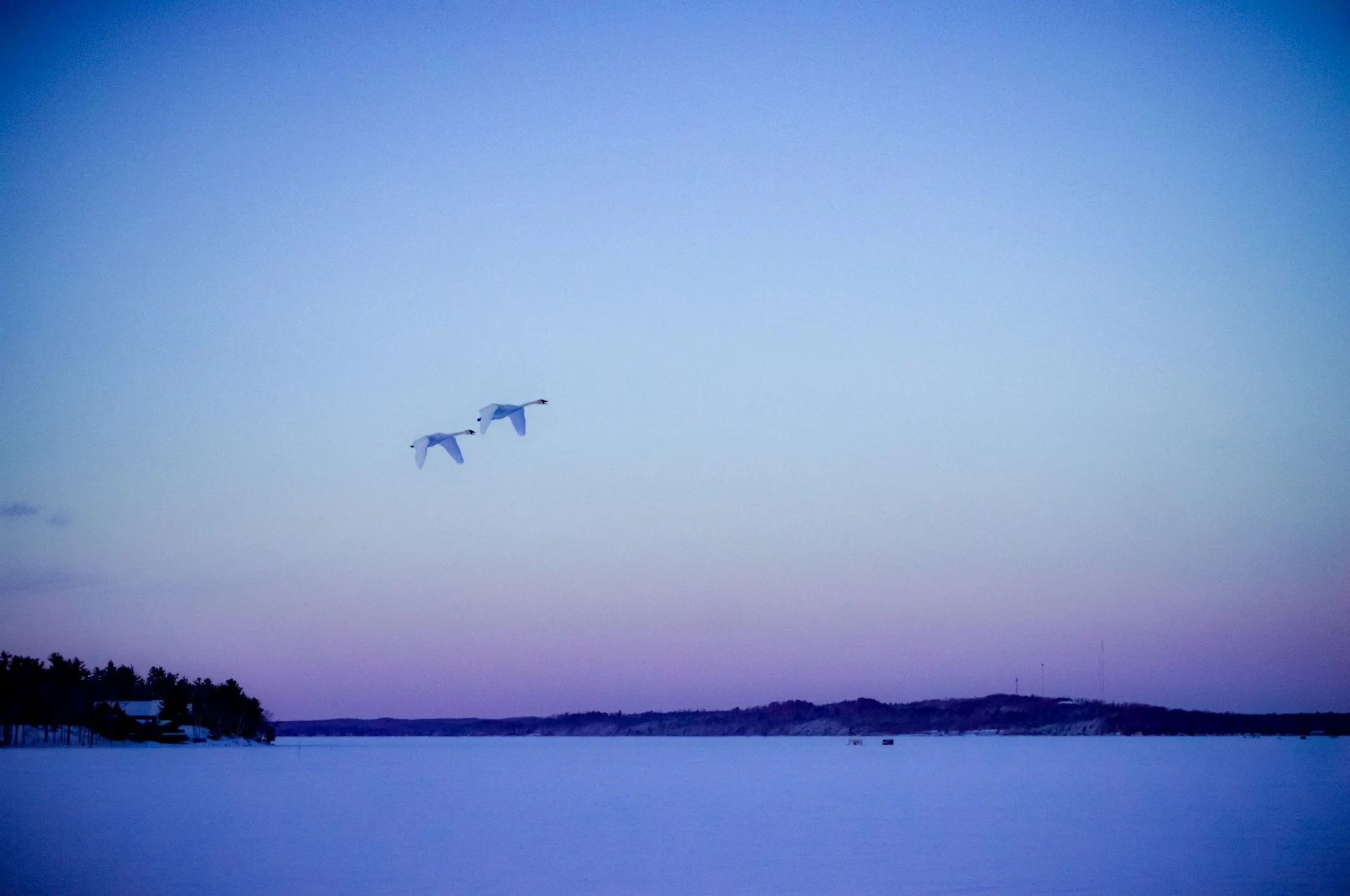 Swans