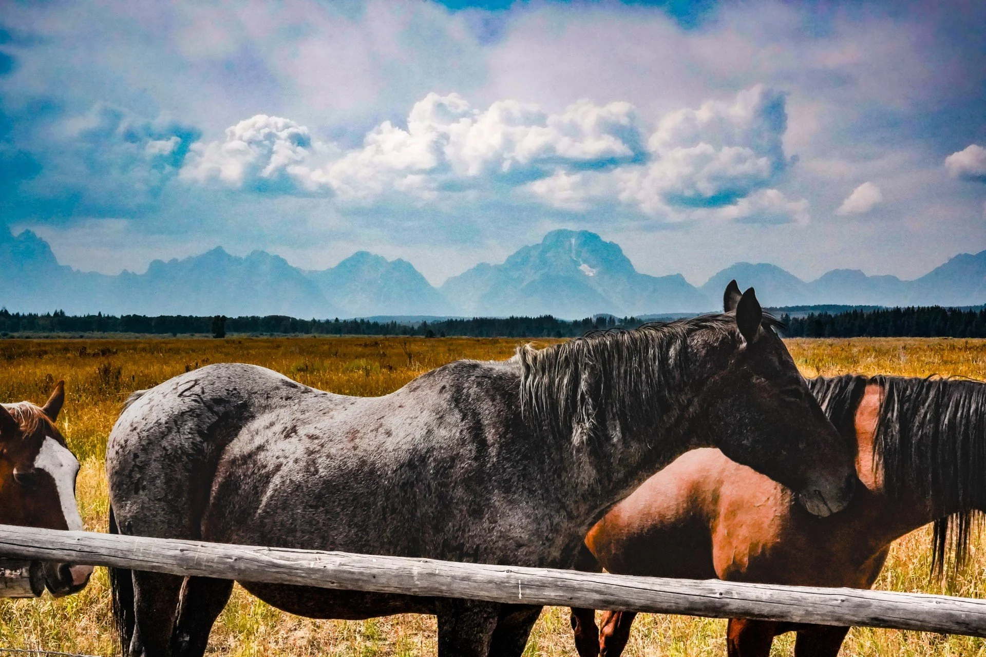 Print - Horses Tetons WY.jpg