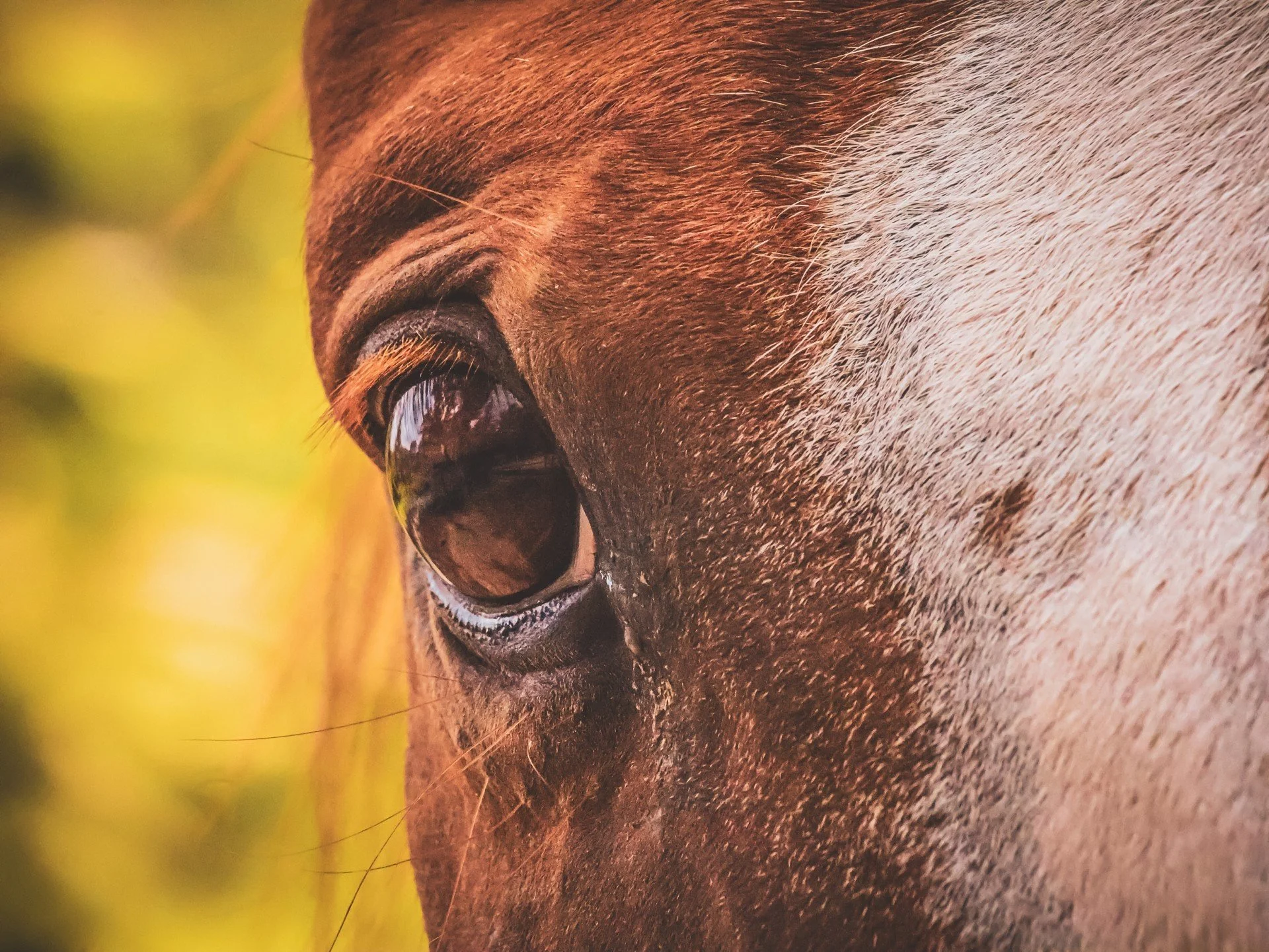 Thumb - HorseEYE.jpg