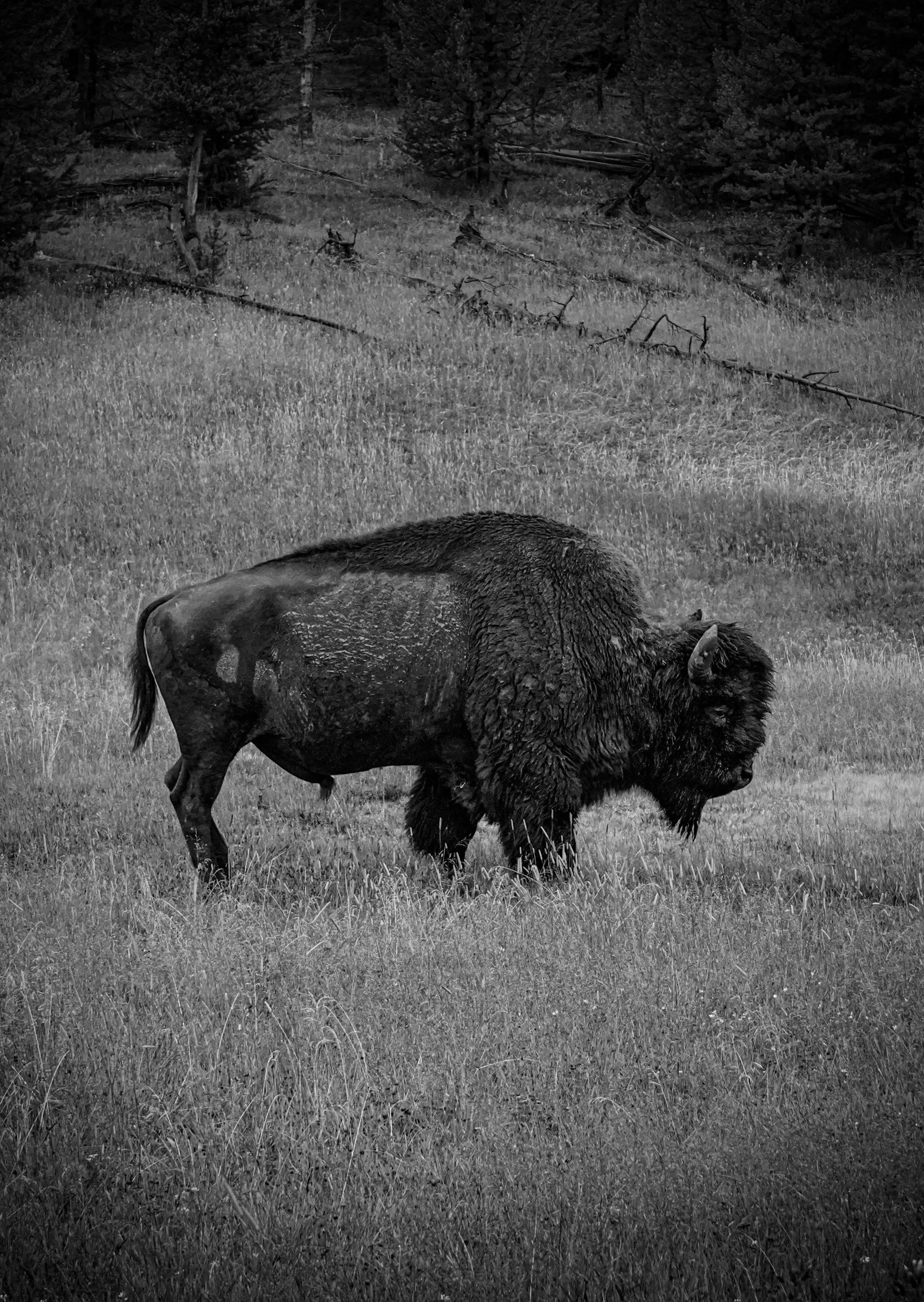 Print - Buffalo - WY.jpg