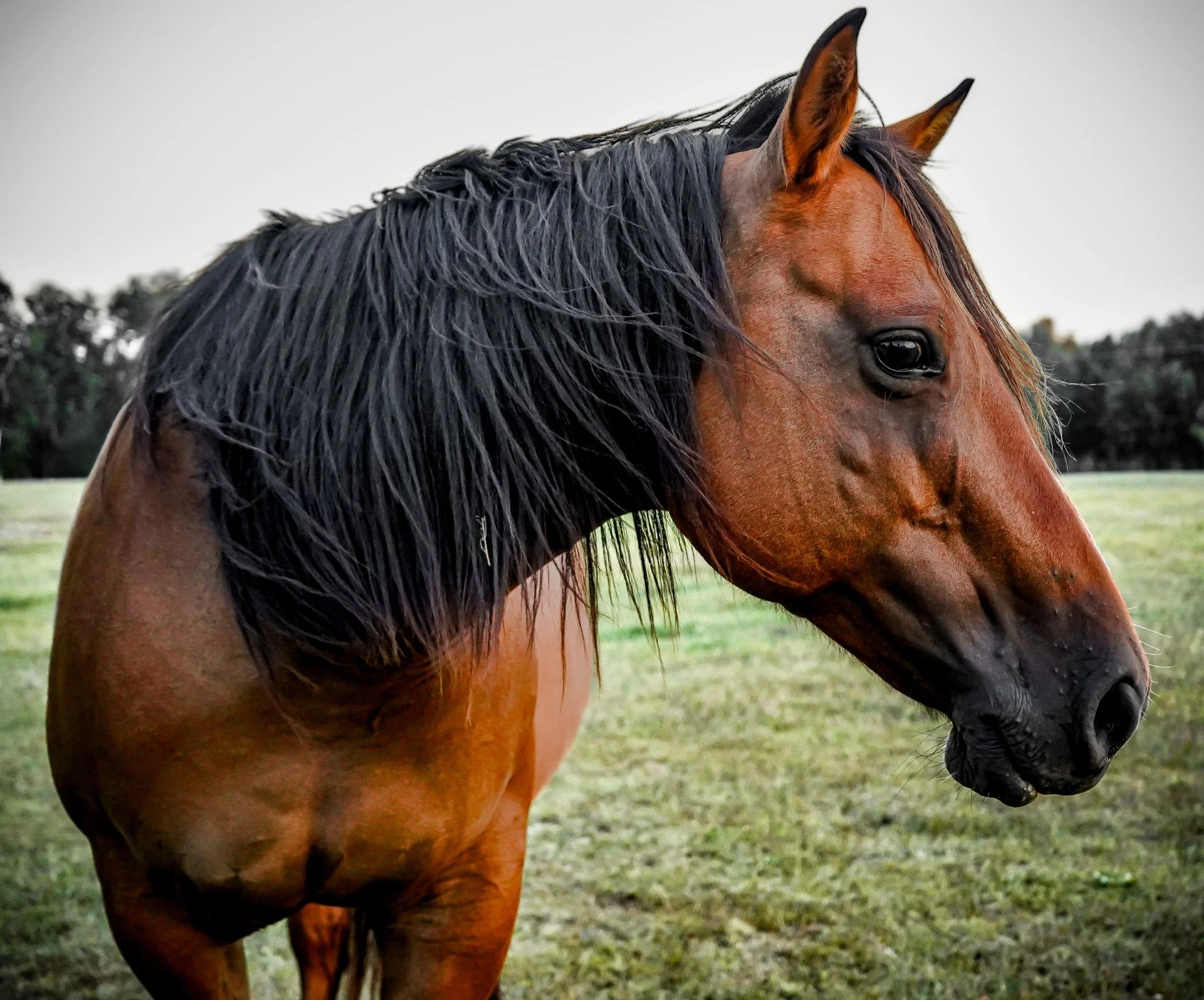 Thumb - HorseBrown.jpg