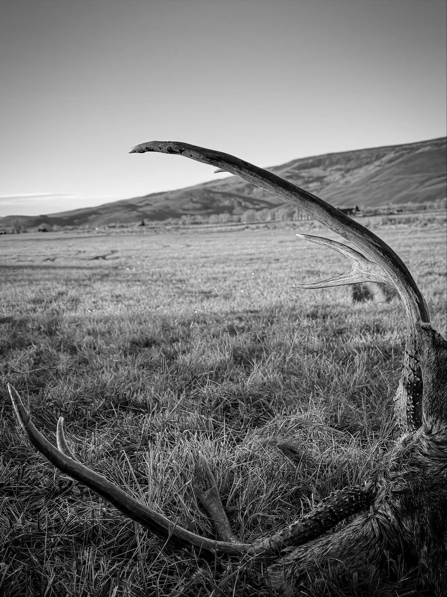 Thumbnail - Services - Horns.jpg