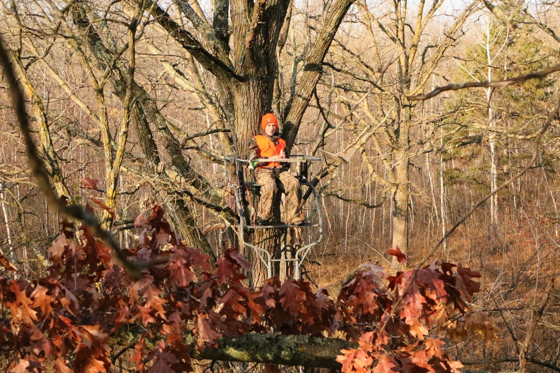 Thumb - Ash Tree3.jpg