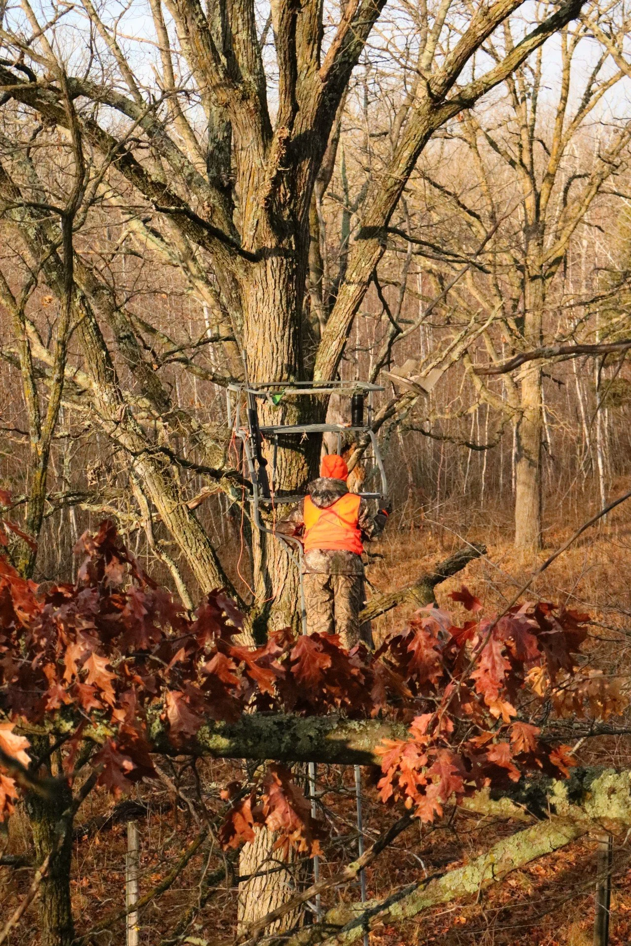 Thumb - Ash Tree2.jpg