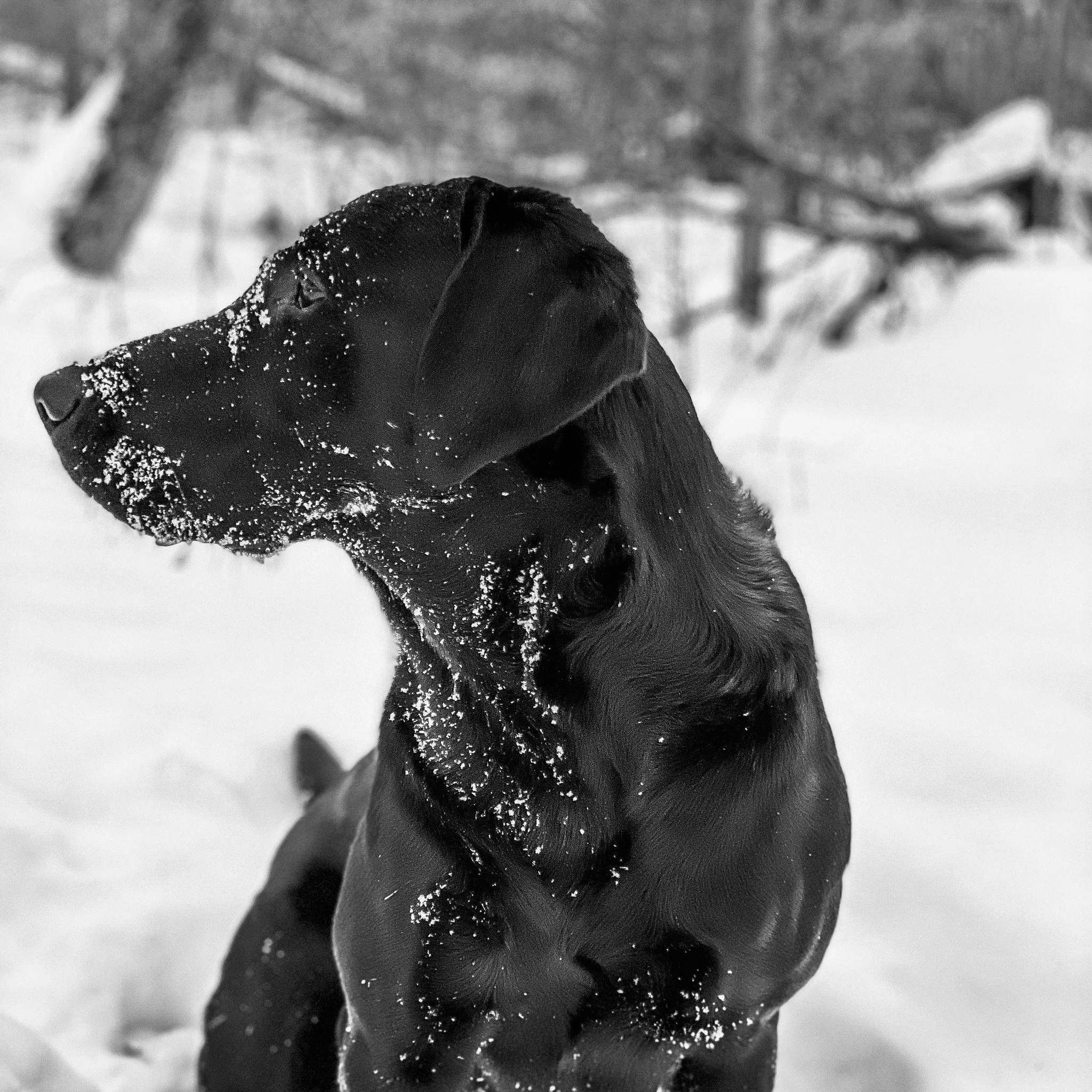 Boone In Snow.jpg