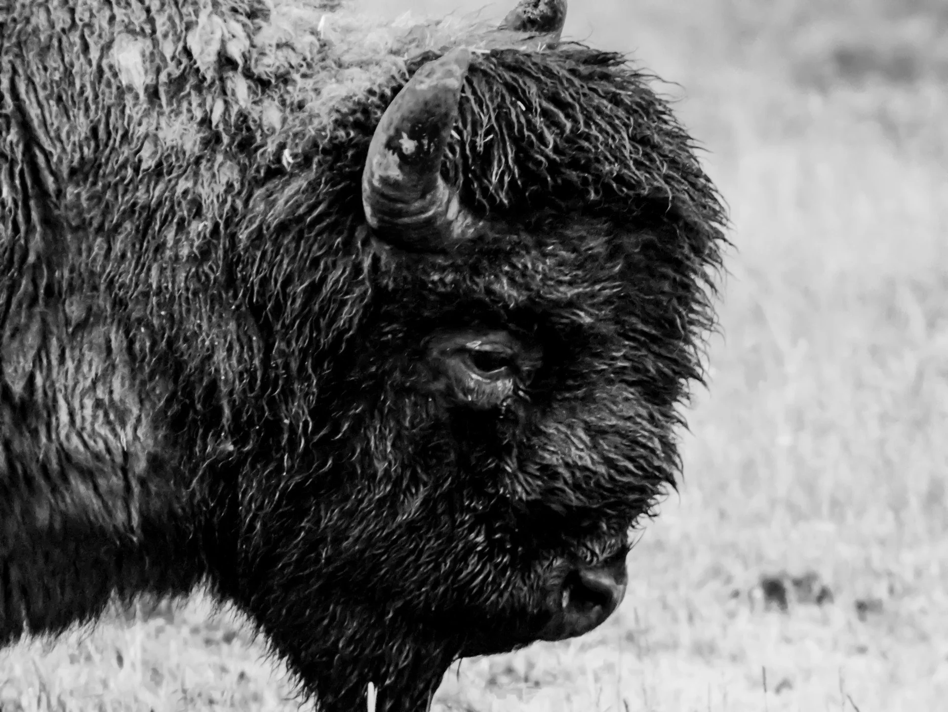 Print - Buffalo - Side Pro - WY.jpg