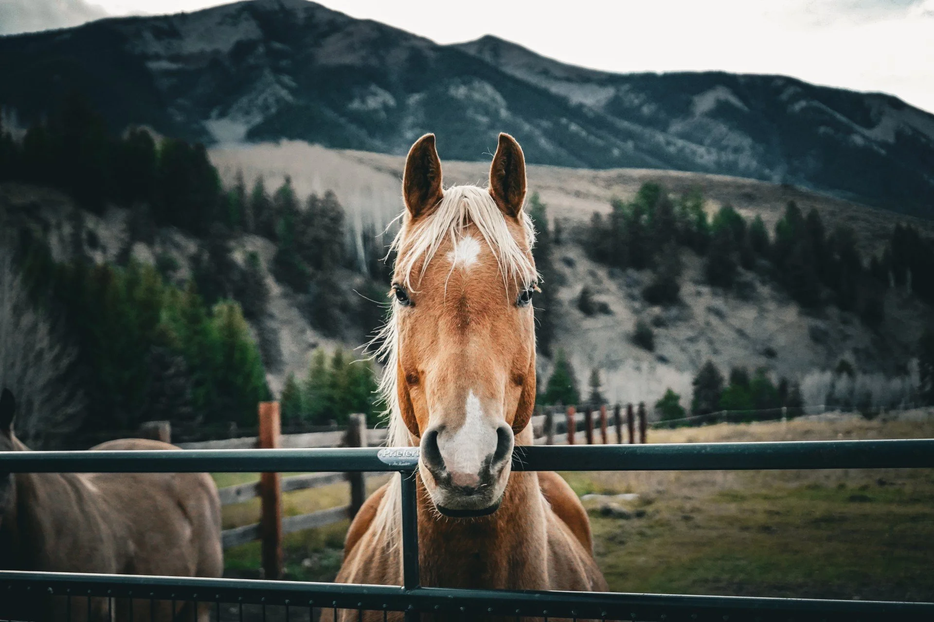 CB Horse