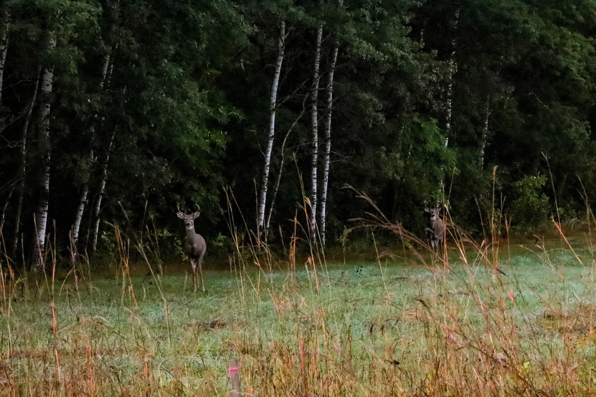 Young Bucks