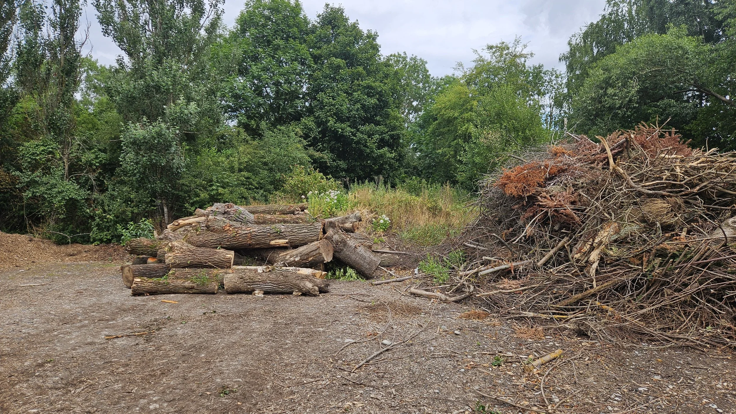 Holzstapel und Holzäste liegen auf einer unbefestigten Bodenfläche in einem waldartigen Gebiet.