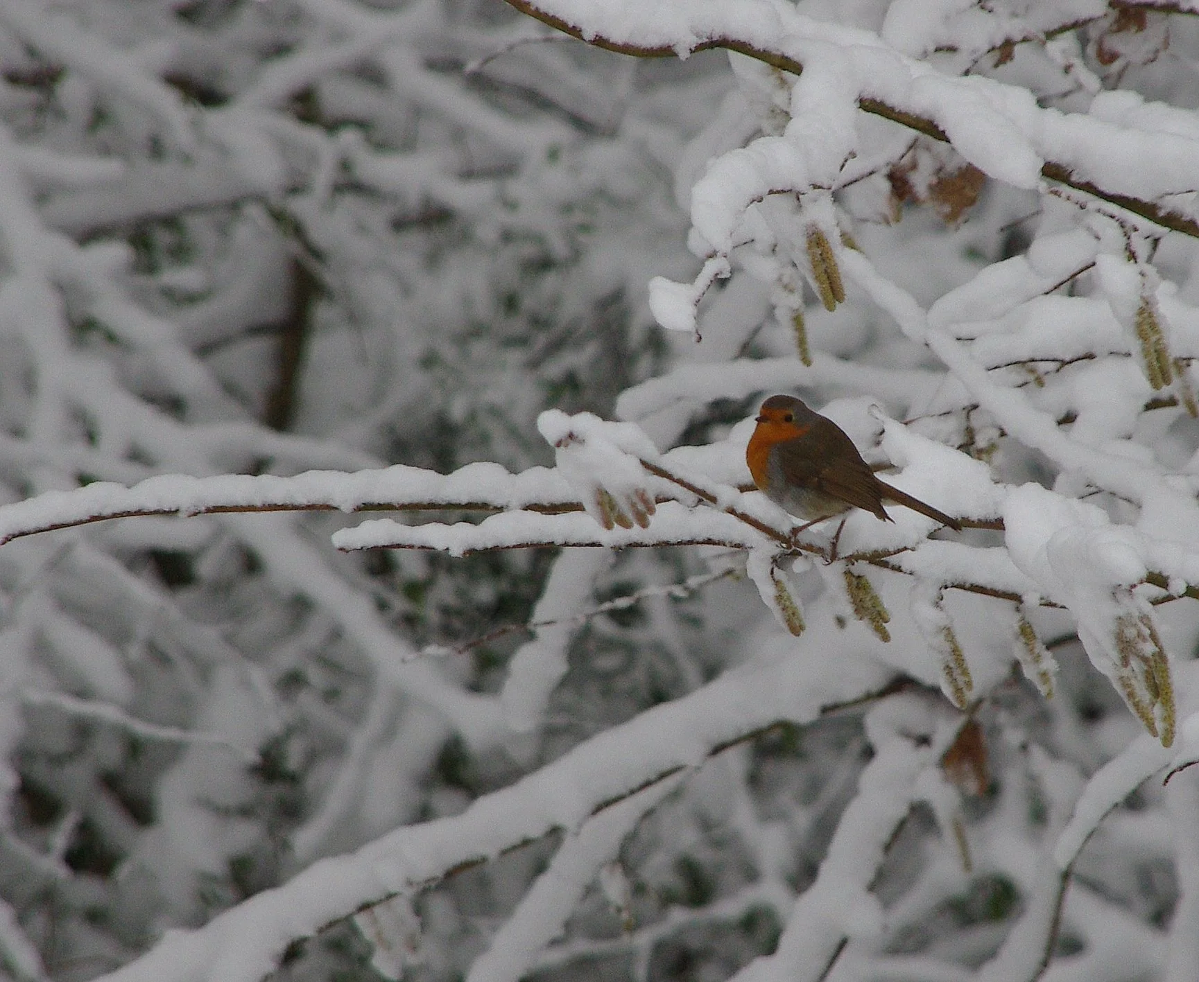 Robin