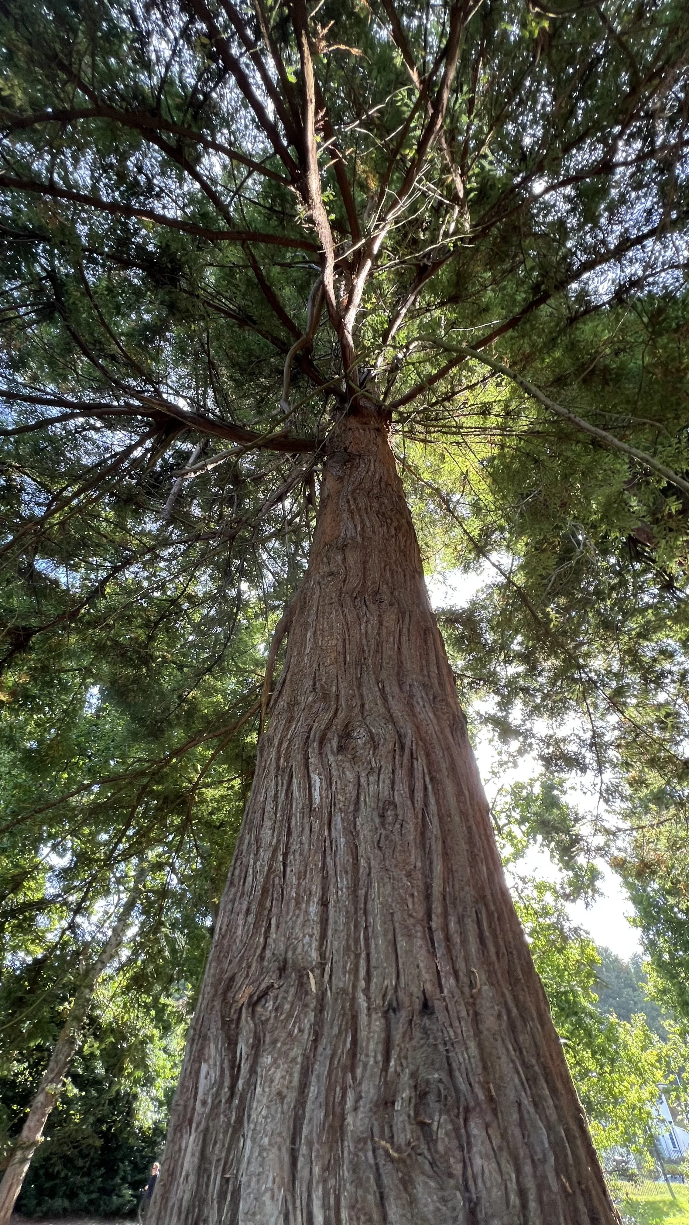 View of a tall tree from the ground looking up at its trunk and branches, with green leaves and sunlight filtering through.