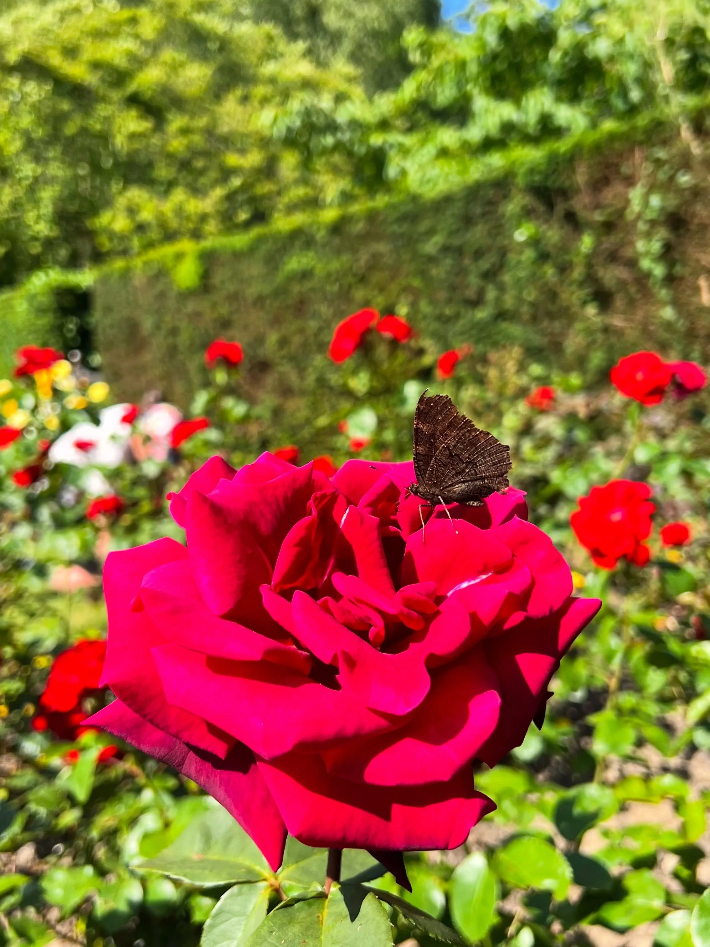 Stunning Alexandra Park rose garden. Tended to with love and care by @hastingsboroughcouncil parks and gardens staff. It&rsquo;s the little things in life that are worth tending to. 

The Rose Garden is a beautifully maintained, formal feature in the