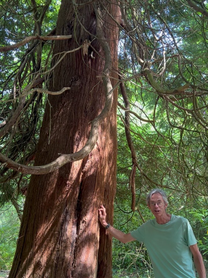 Such a joy an honour to get to walk and talk trees in Alexandra park with Dr Owen Johnson MBE (author of Collin Tree Guides , and Alexandra Park&rsquo;s tree guide when there are extra guided tree walk events) as part of the wonderful @cpresussex #Tr