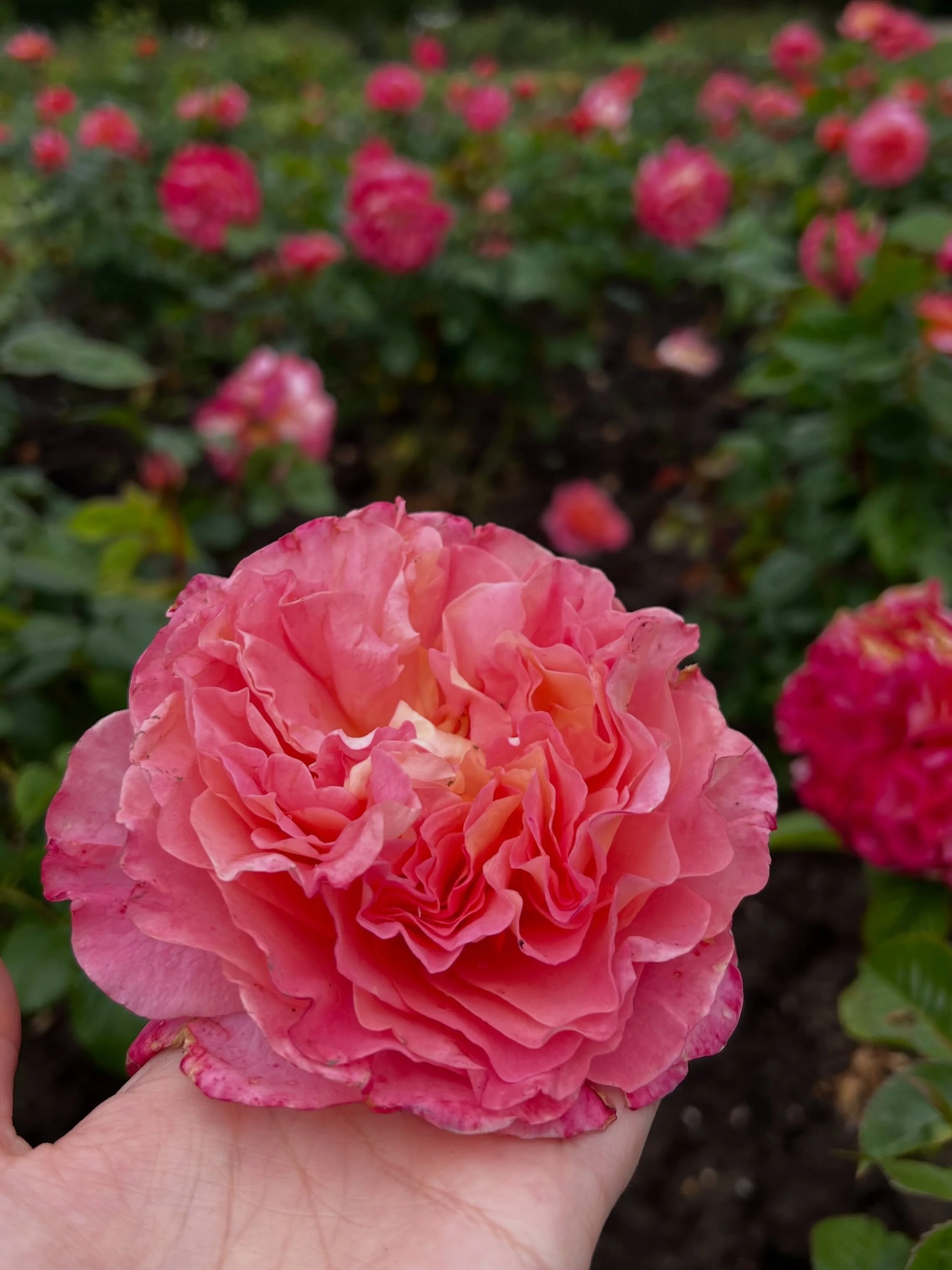 That beautiful time in May where the roses return with the great care of our gardeners. Alexandra park rose garden is one of many incredible aspects of this incredible park. 

#alexandraparkhastings #stleonardsonseaistheplacetobe #eastsussexparks #ea