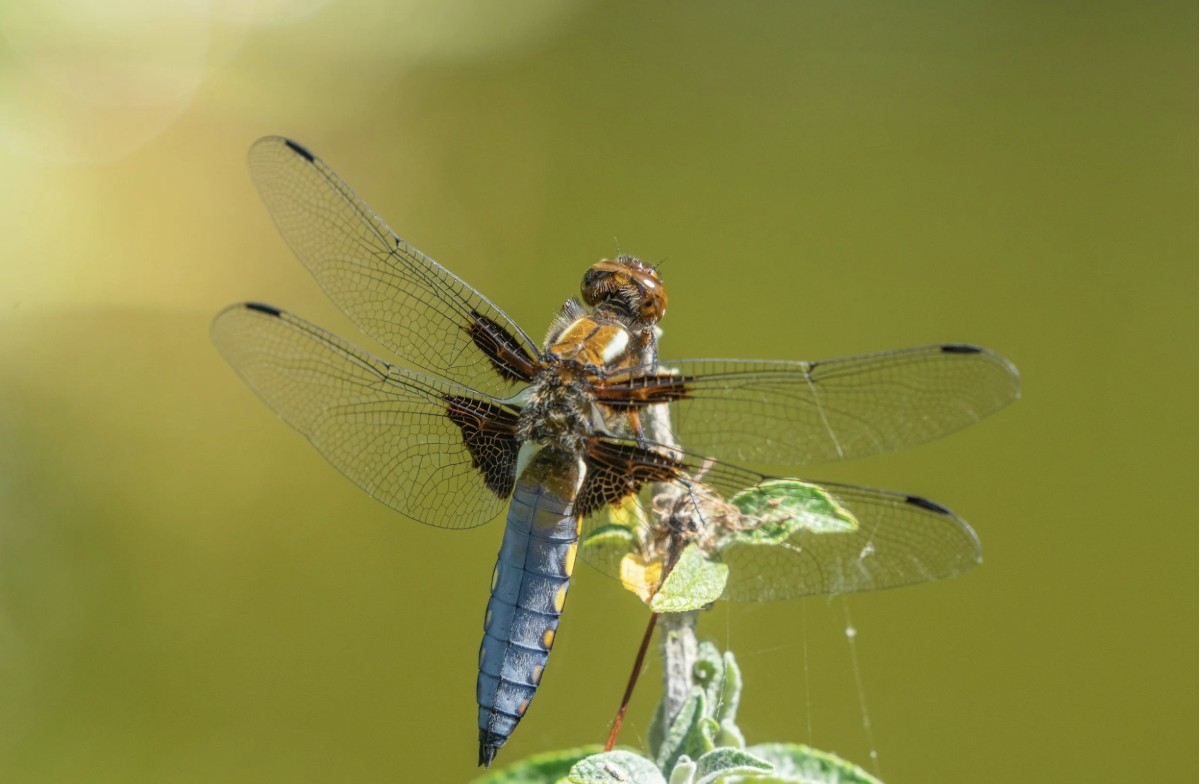 Sussex Wildlife Trust