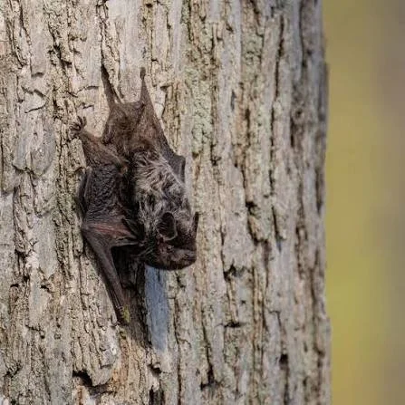 Sussex Wildlife Trust - BATS Walk & Talk
