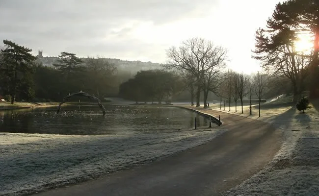 Trees in Winter Walk