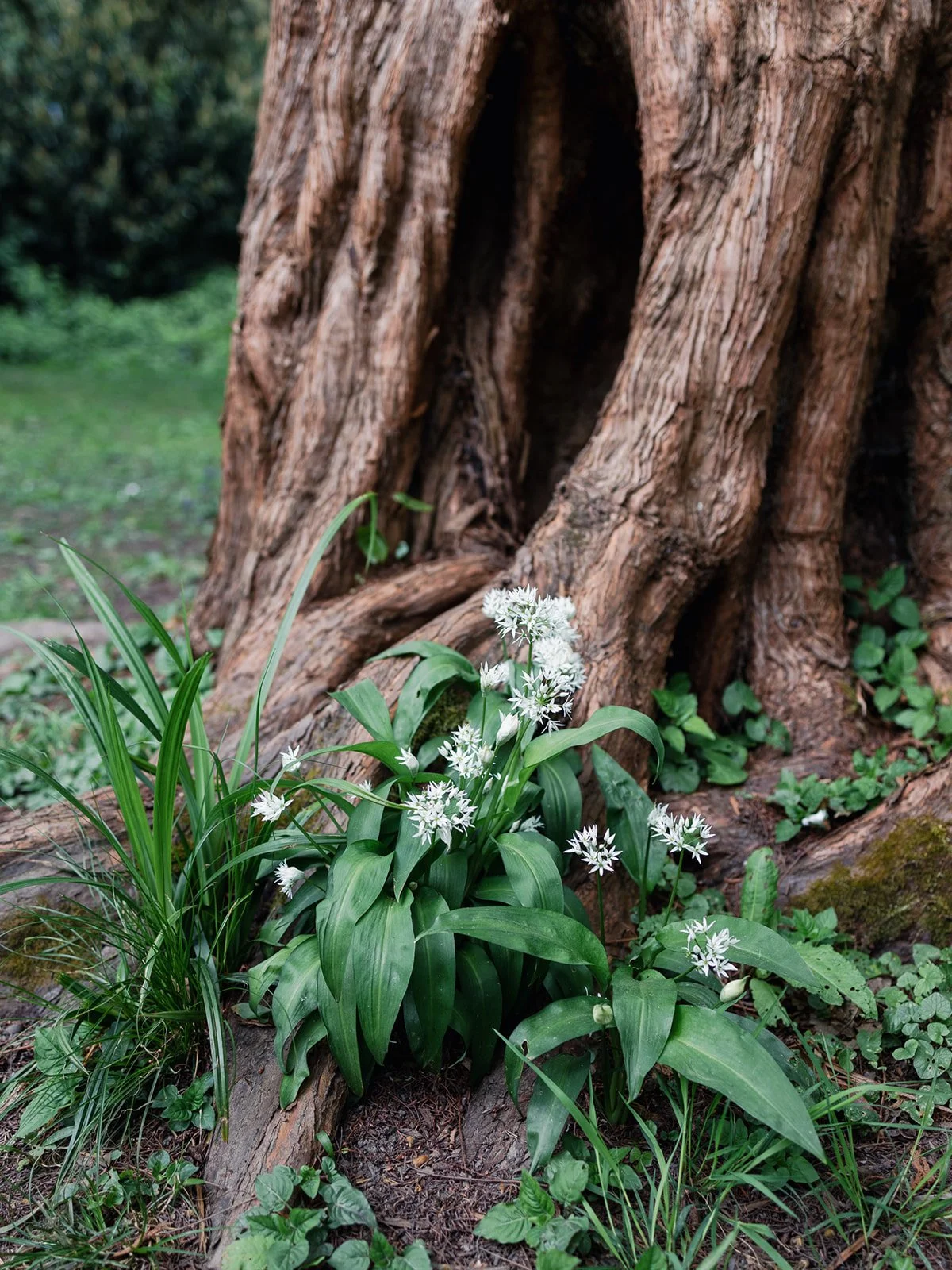 ALEXANDRA PARK_Sarah Marland Photography-61.JPG