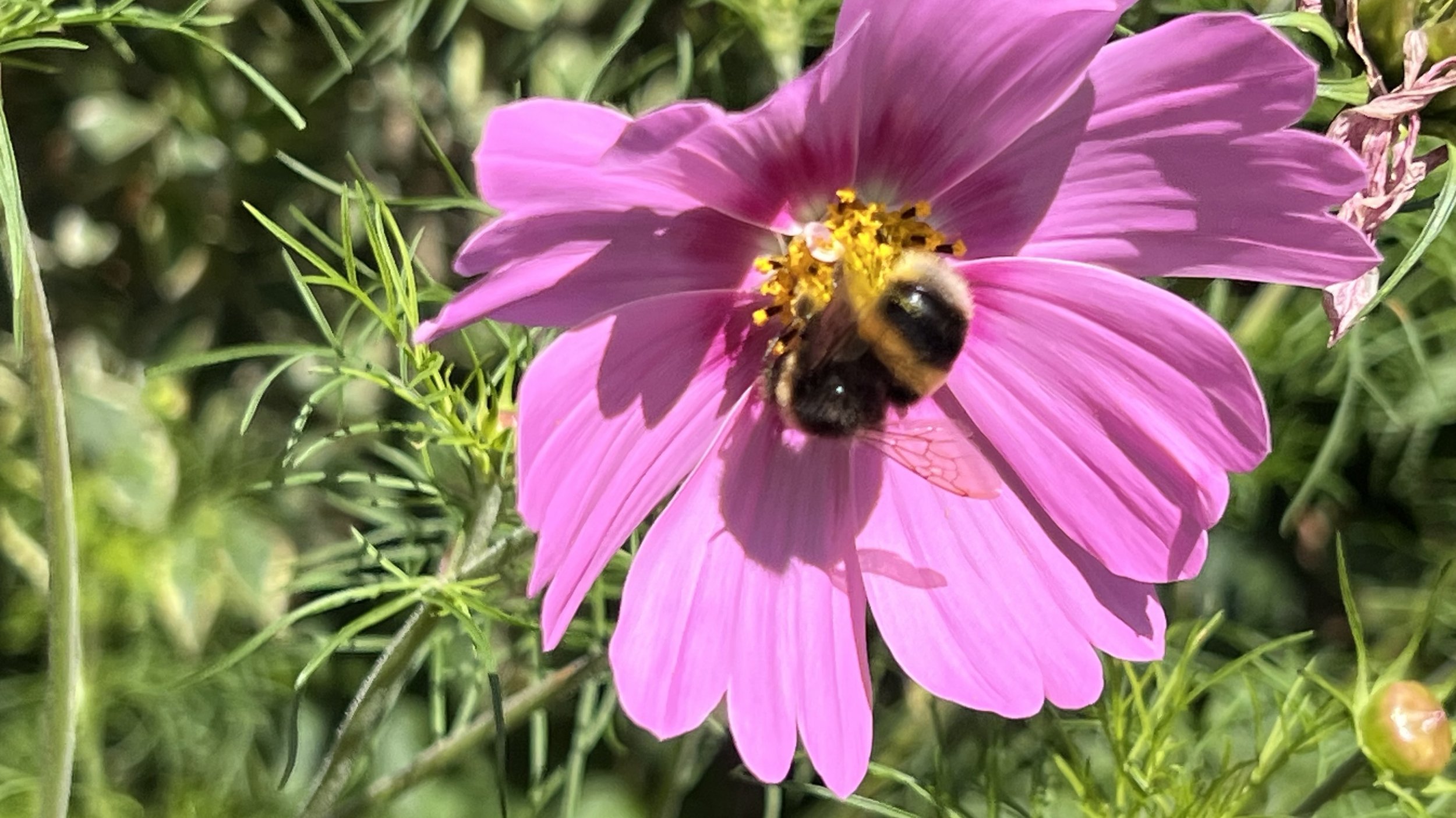 BEES ON FLOWERS IN ALEXANDRA PARK HASTINGS UK