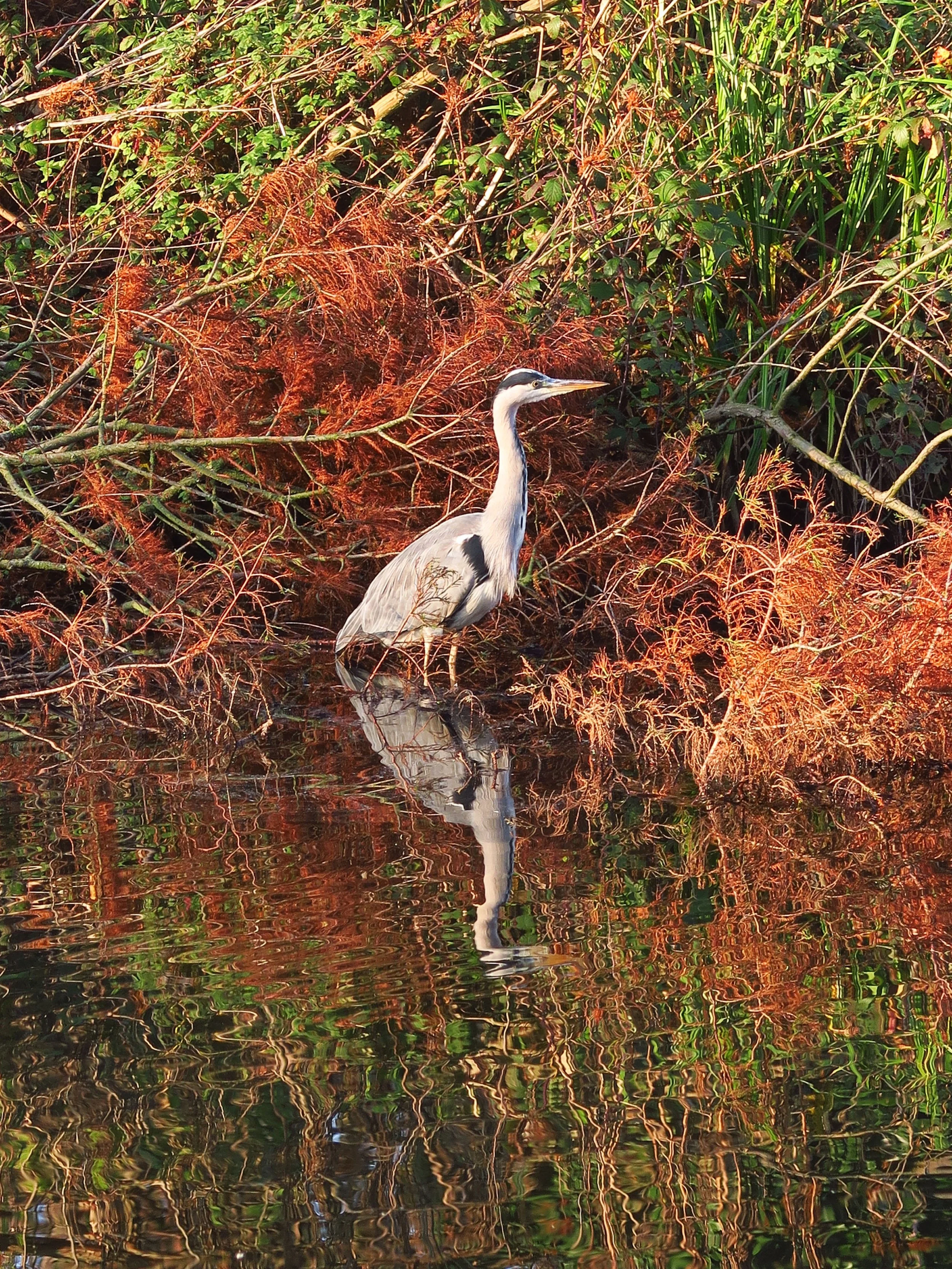 Heron 