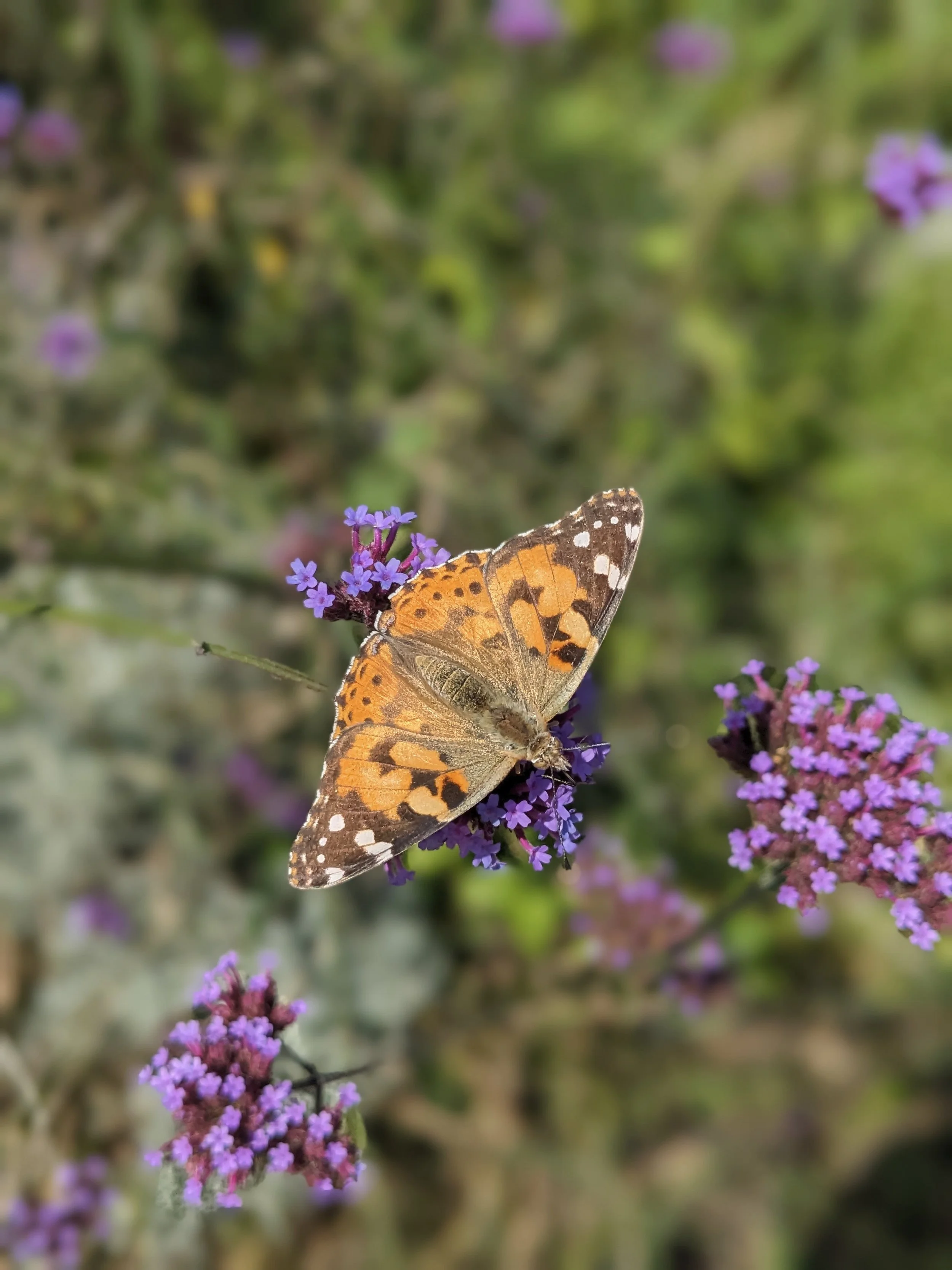 Painted Lady Butterfly