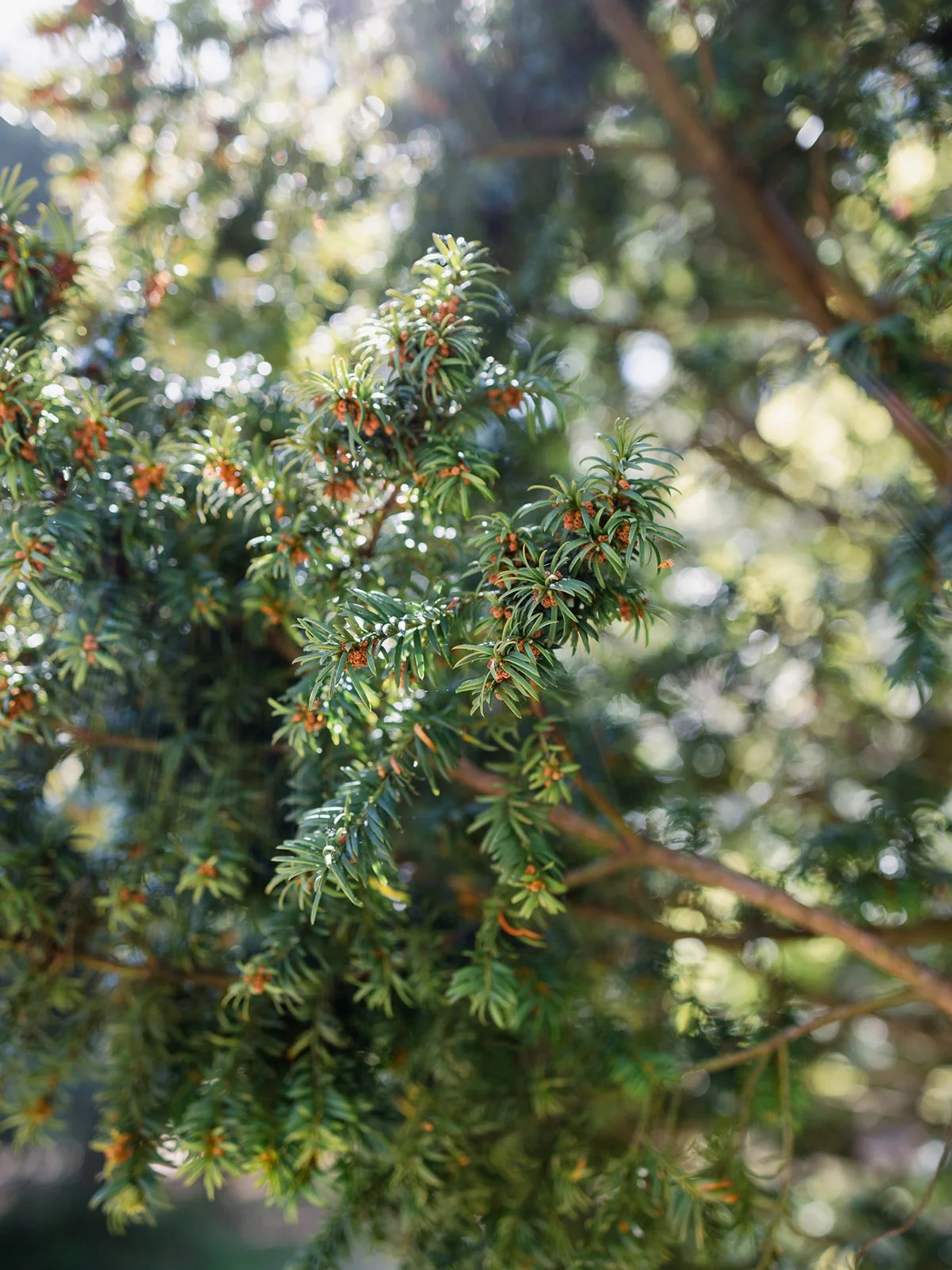 ALEXANDRA PARK_Sarah Marland Photography-71.JPG