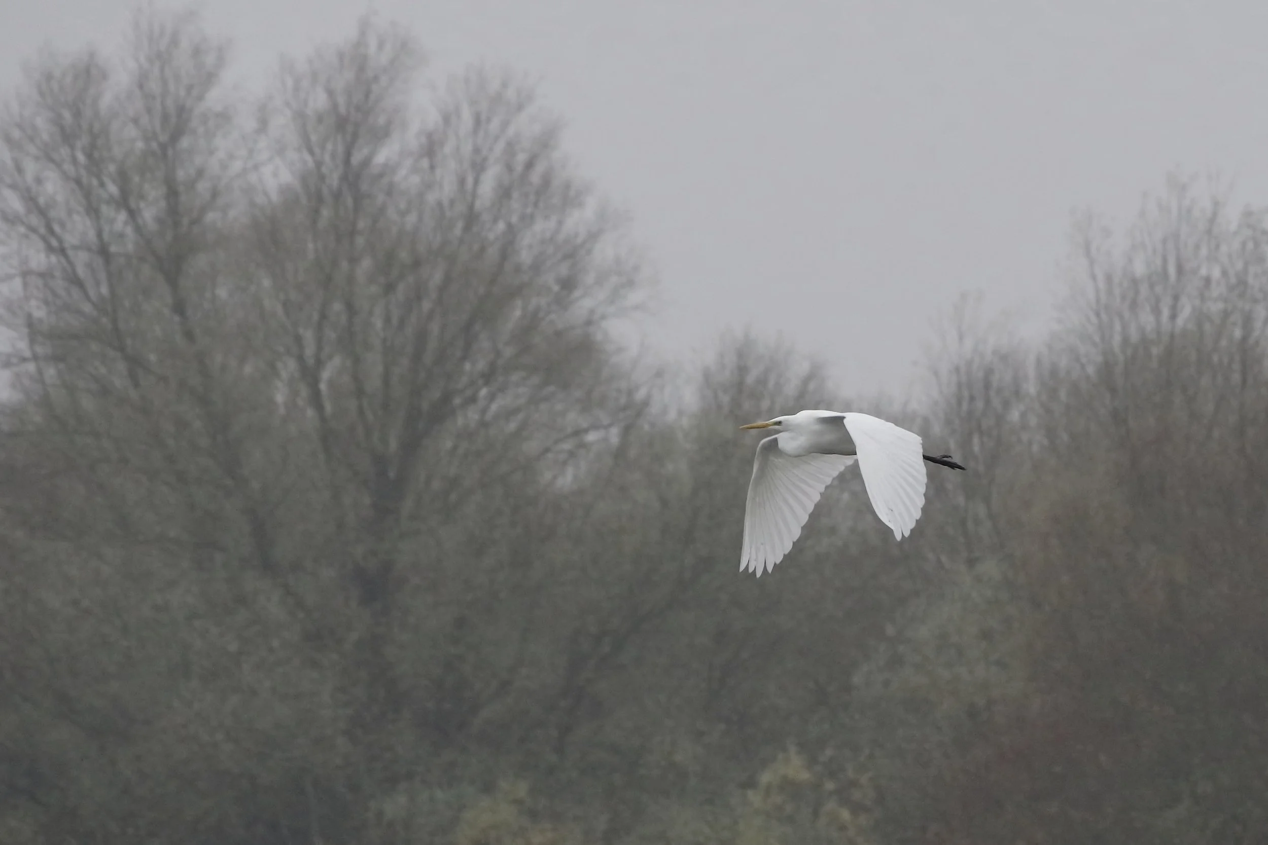 Great White Egret