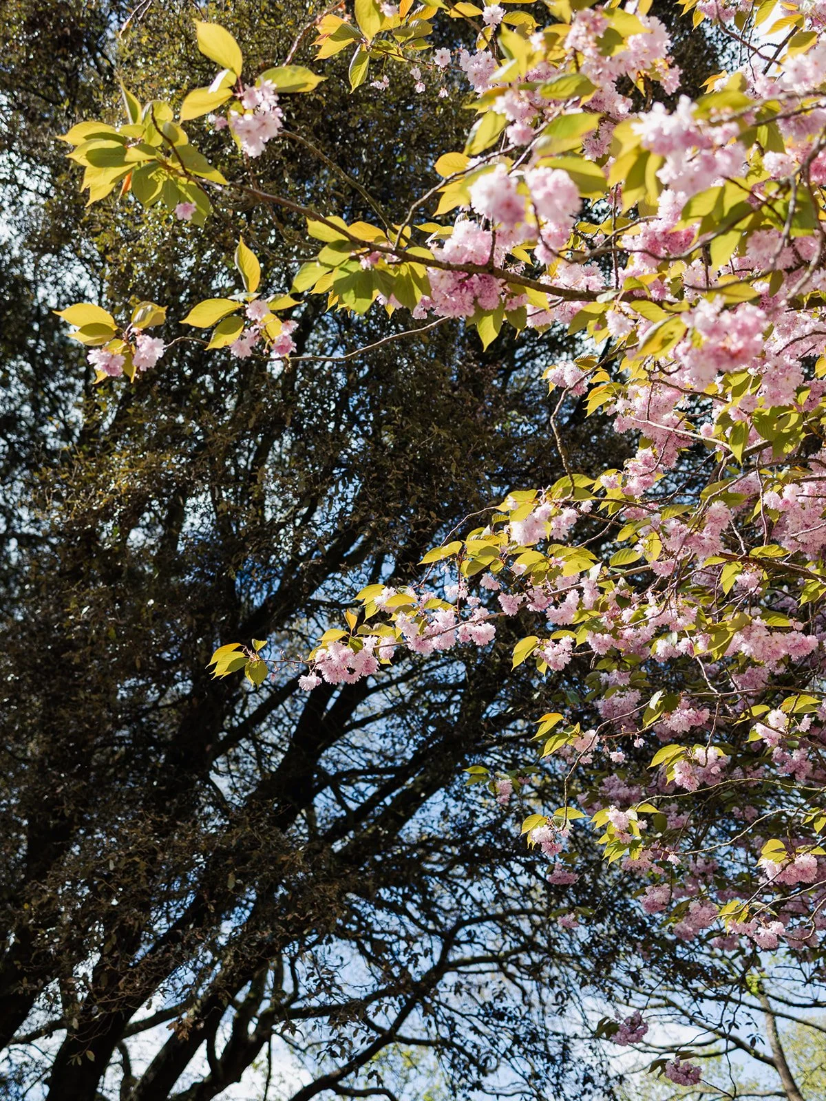 ALEXANDRA PARK_Sarah Marland Photography-14.JPG